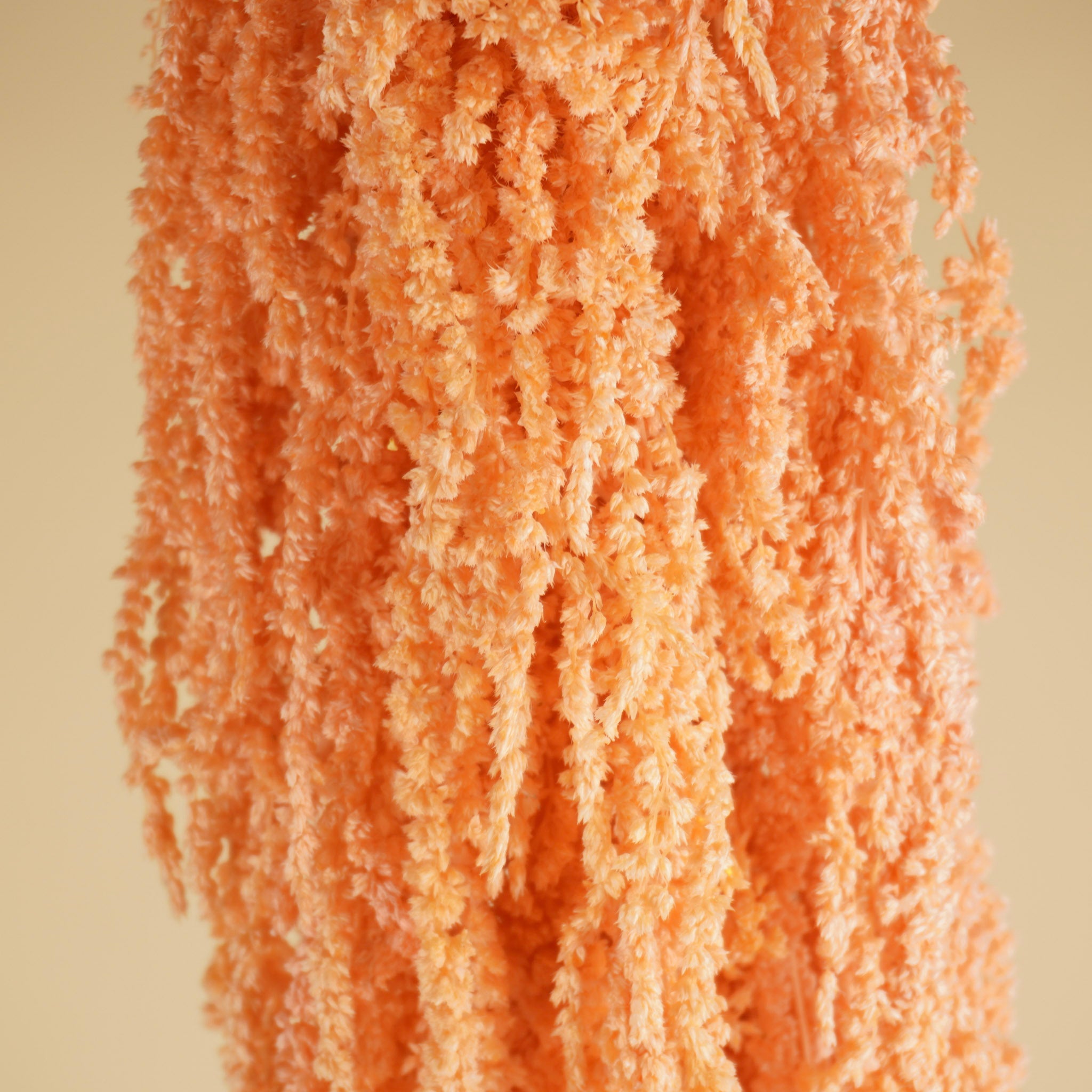 Gedroogde Amaranthus Caudatus – zalm roze