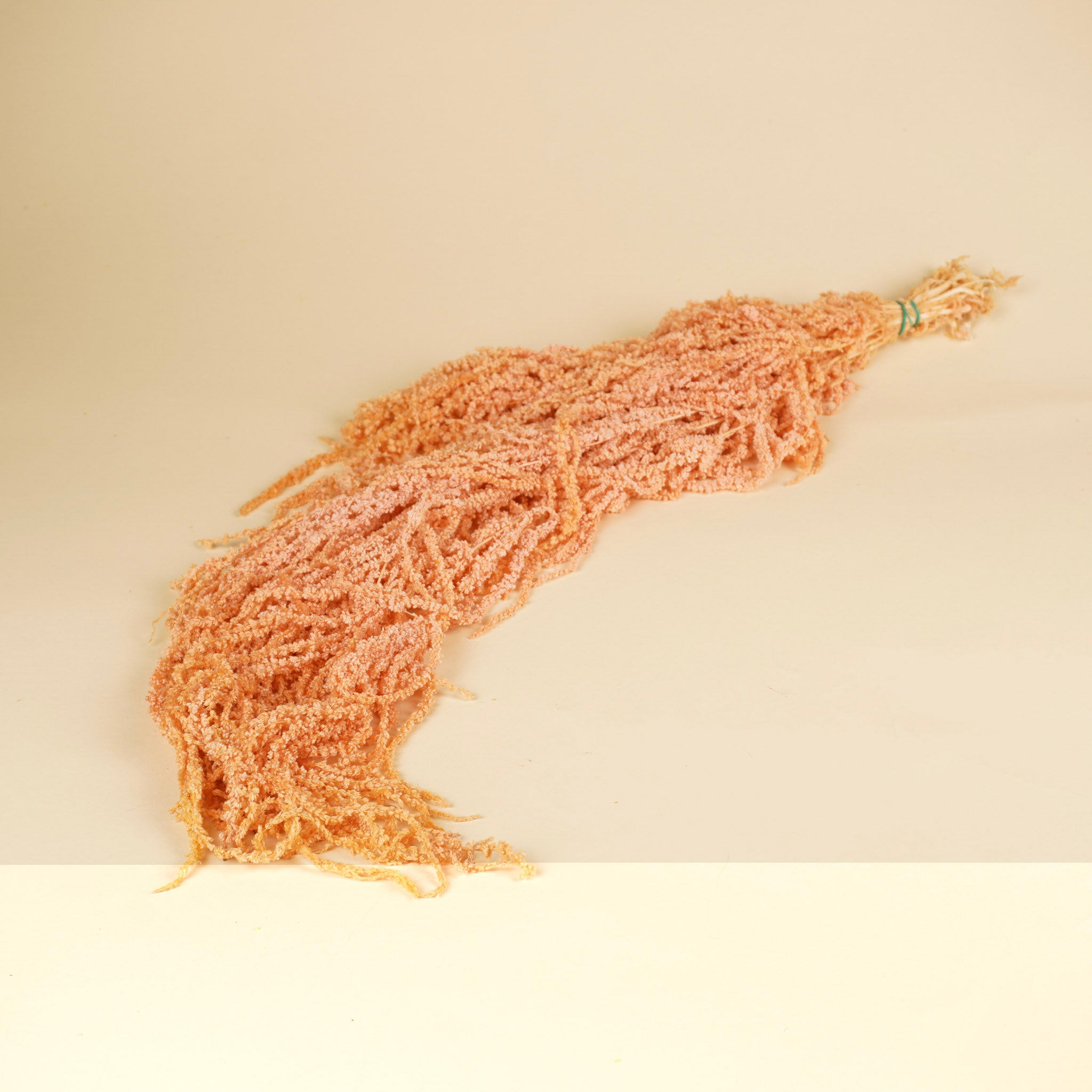Gedroogde Amaranthus Caudatus – zalm roze