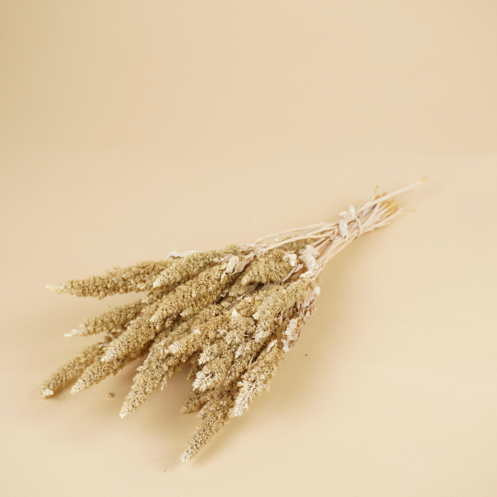 Gedroogde amaranthus – misty wit