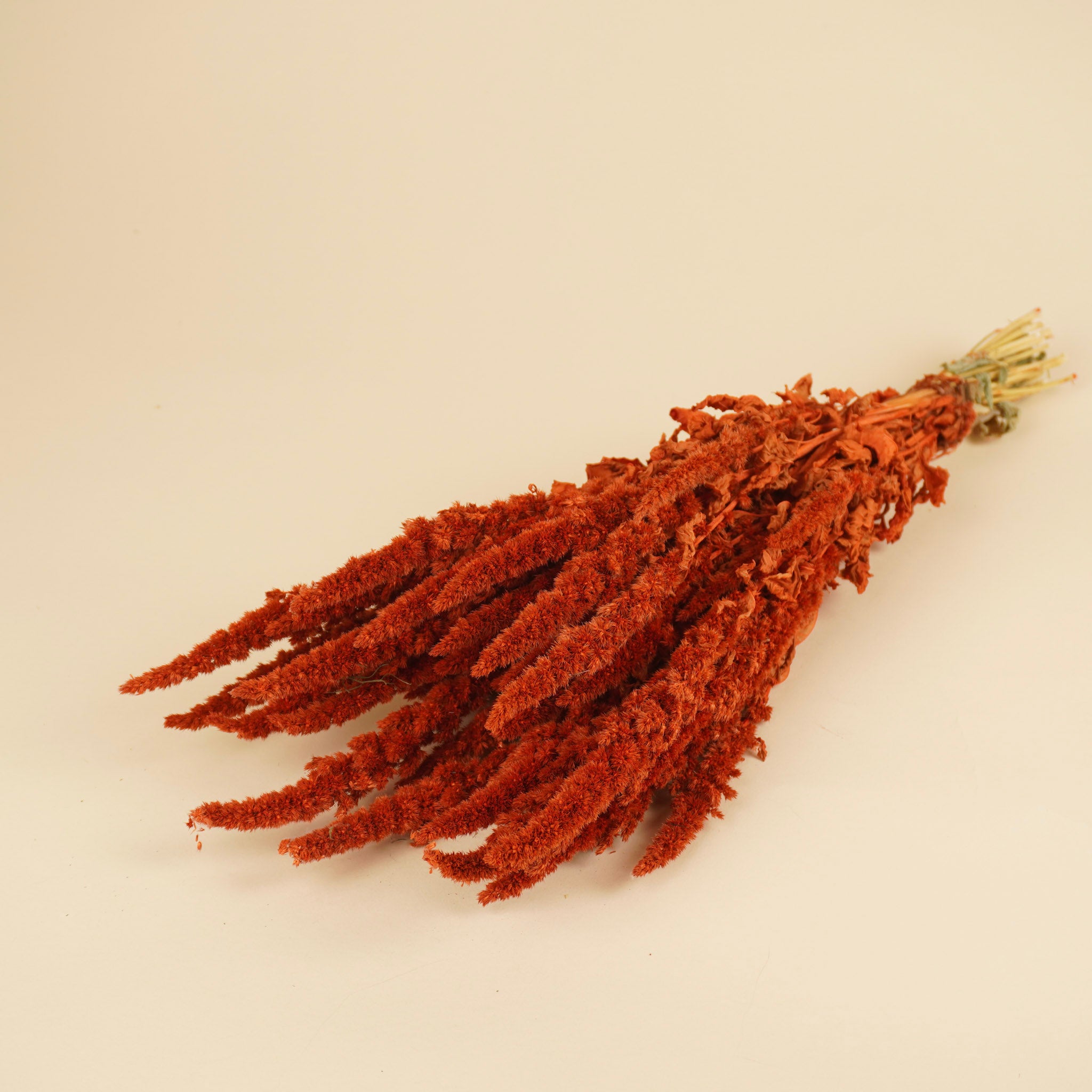 Gedroogde amaranthus – oranje