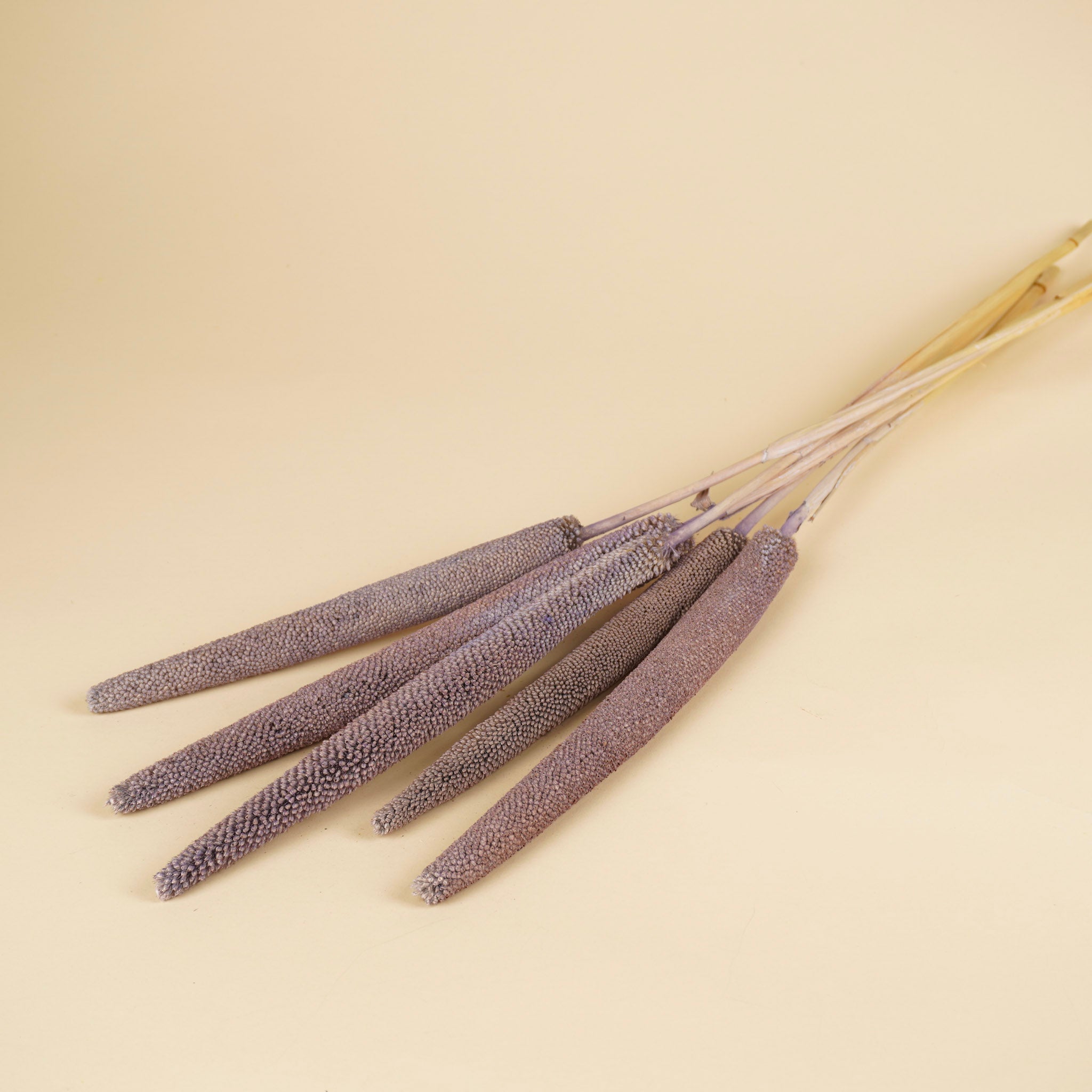 Gedroogde babala – milka