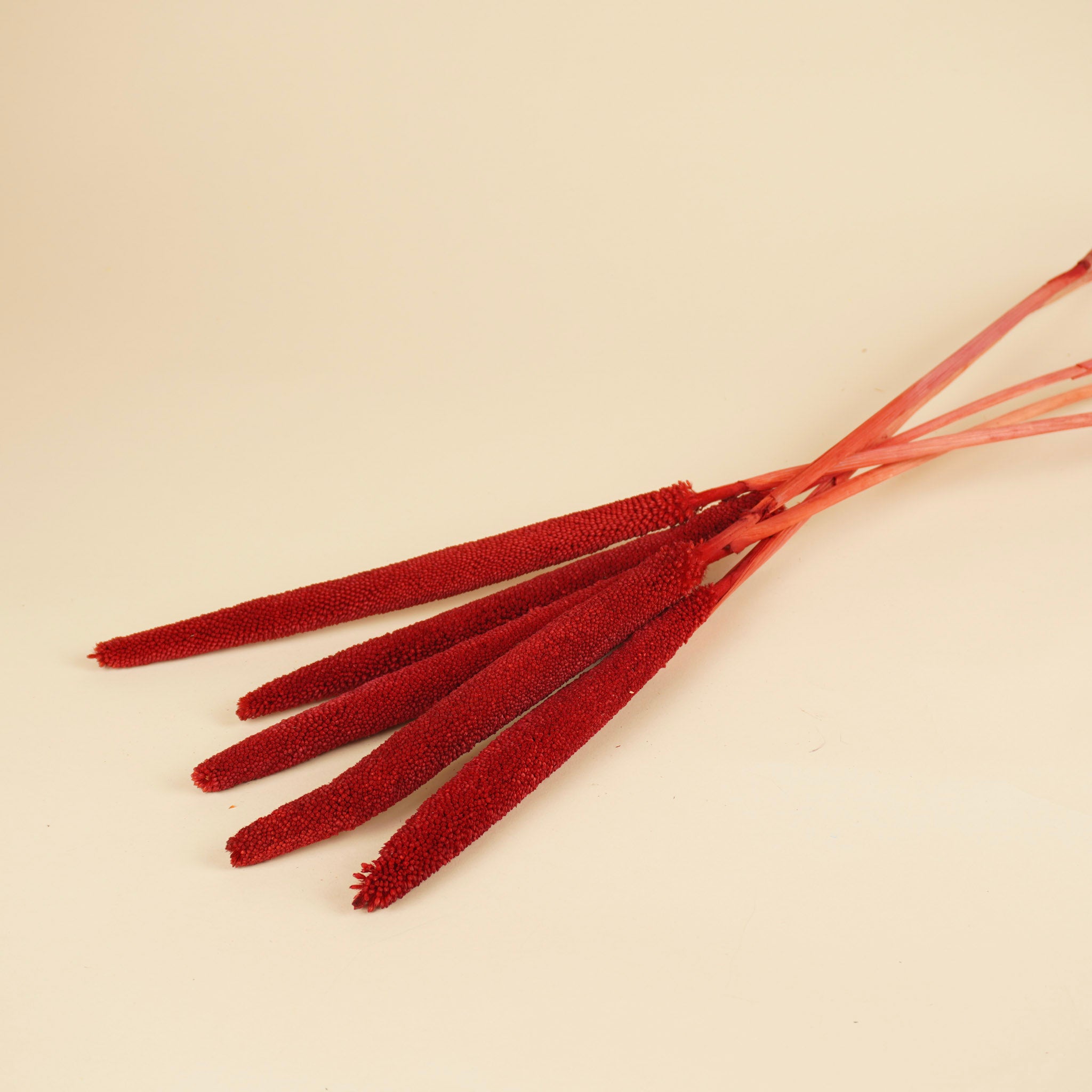 Gedroogde babala – rood