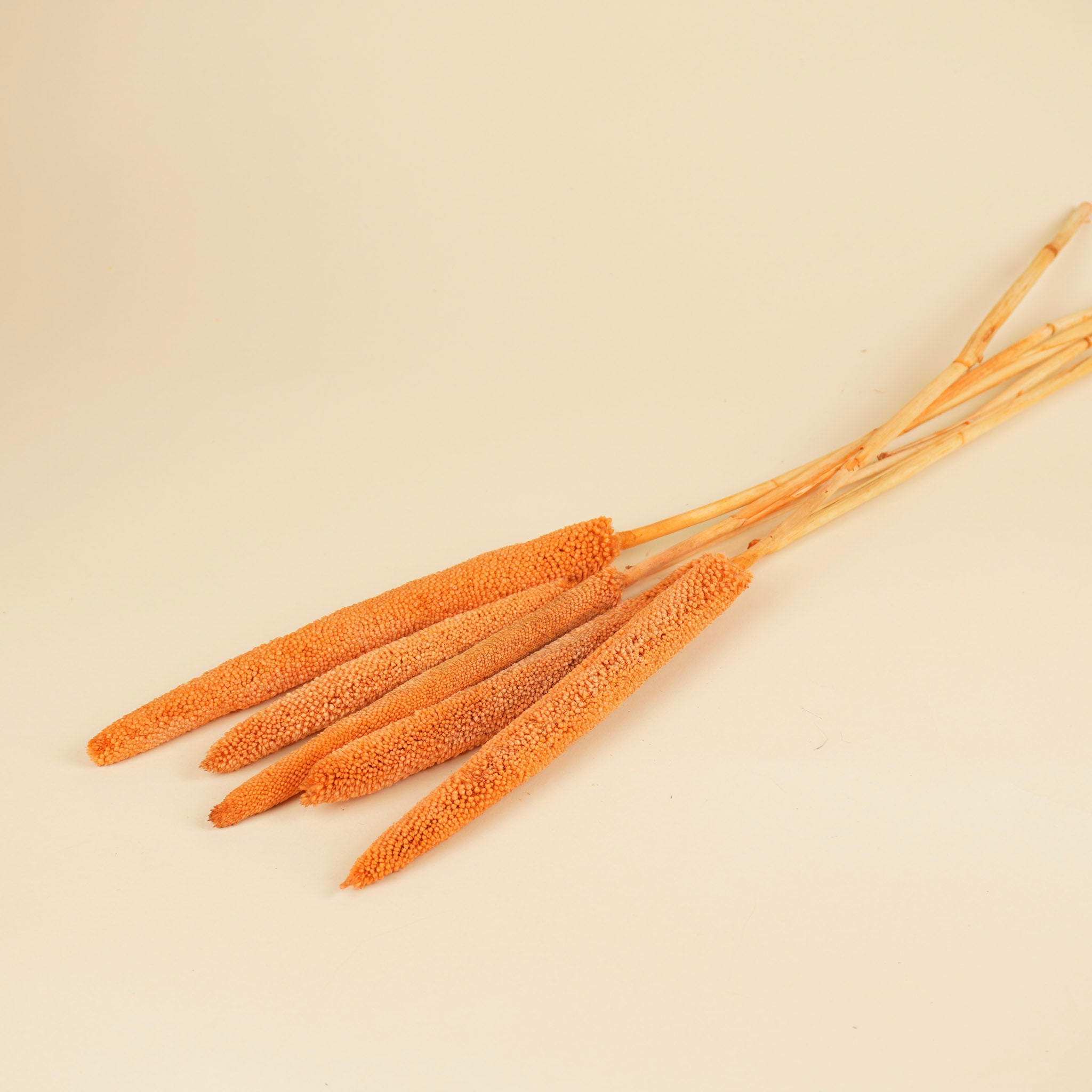 Gedroogde babala – zalm roze