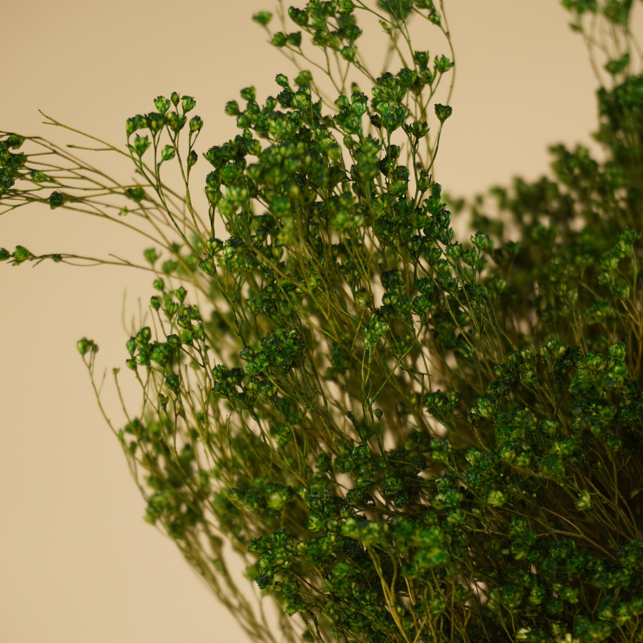 Gedroogde broom bloom – groen