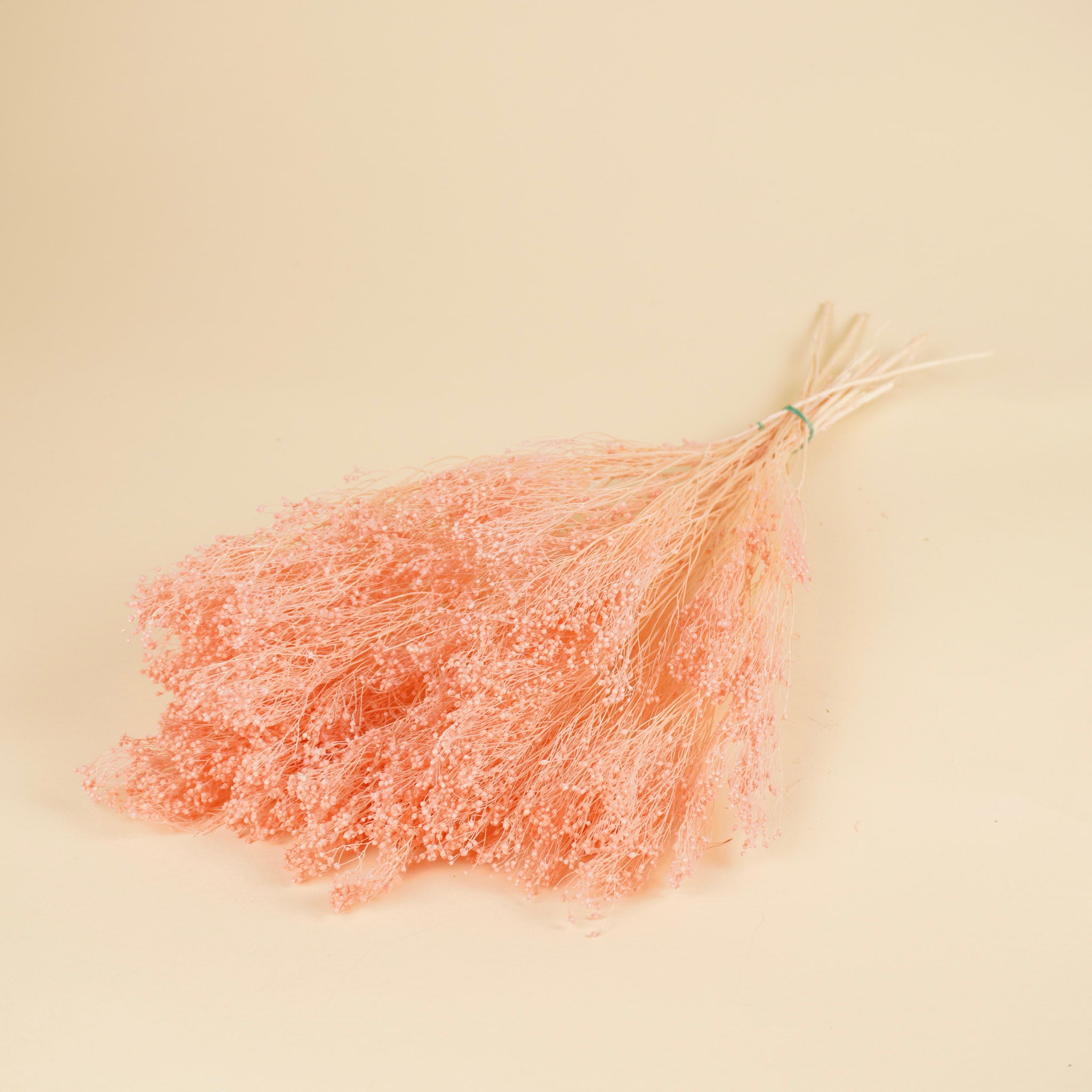 Gedroogde broom bloom – gebleekt licht roze