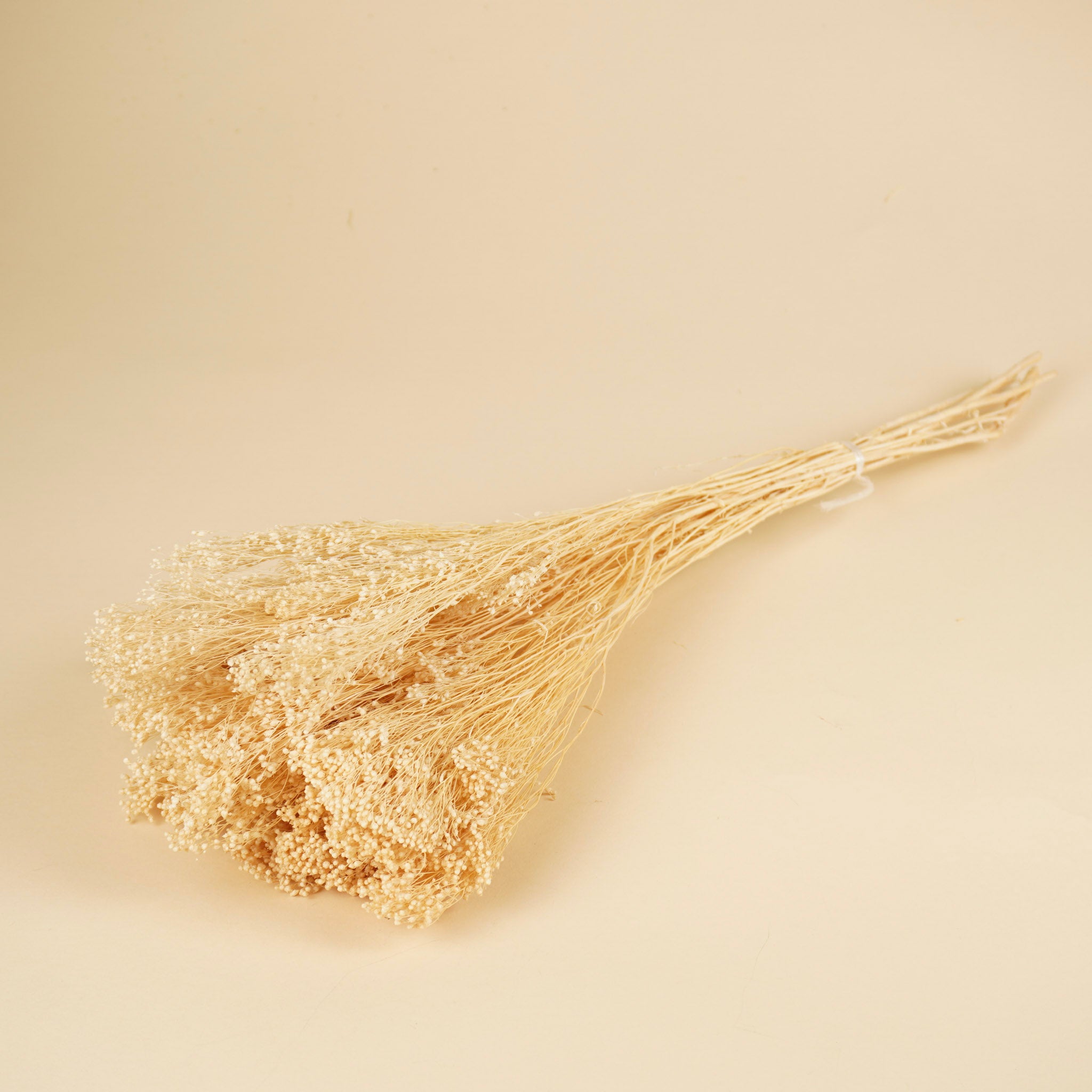 Gedroogde broom bloom – gebleekt wit