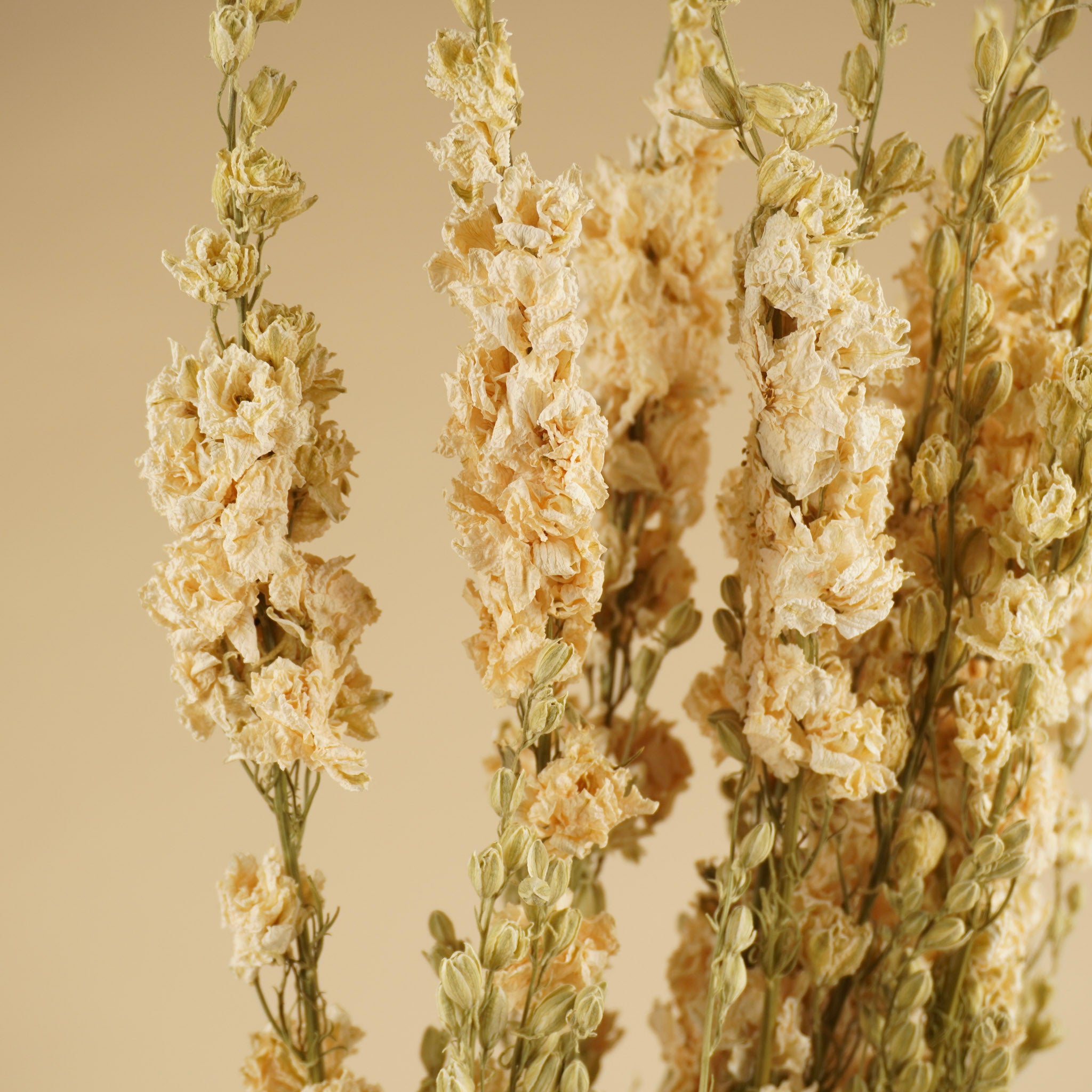 Gedroogde delphinium (ridderspoor) – wit