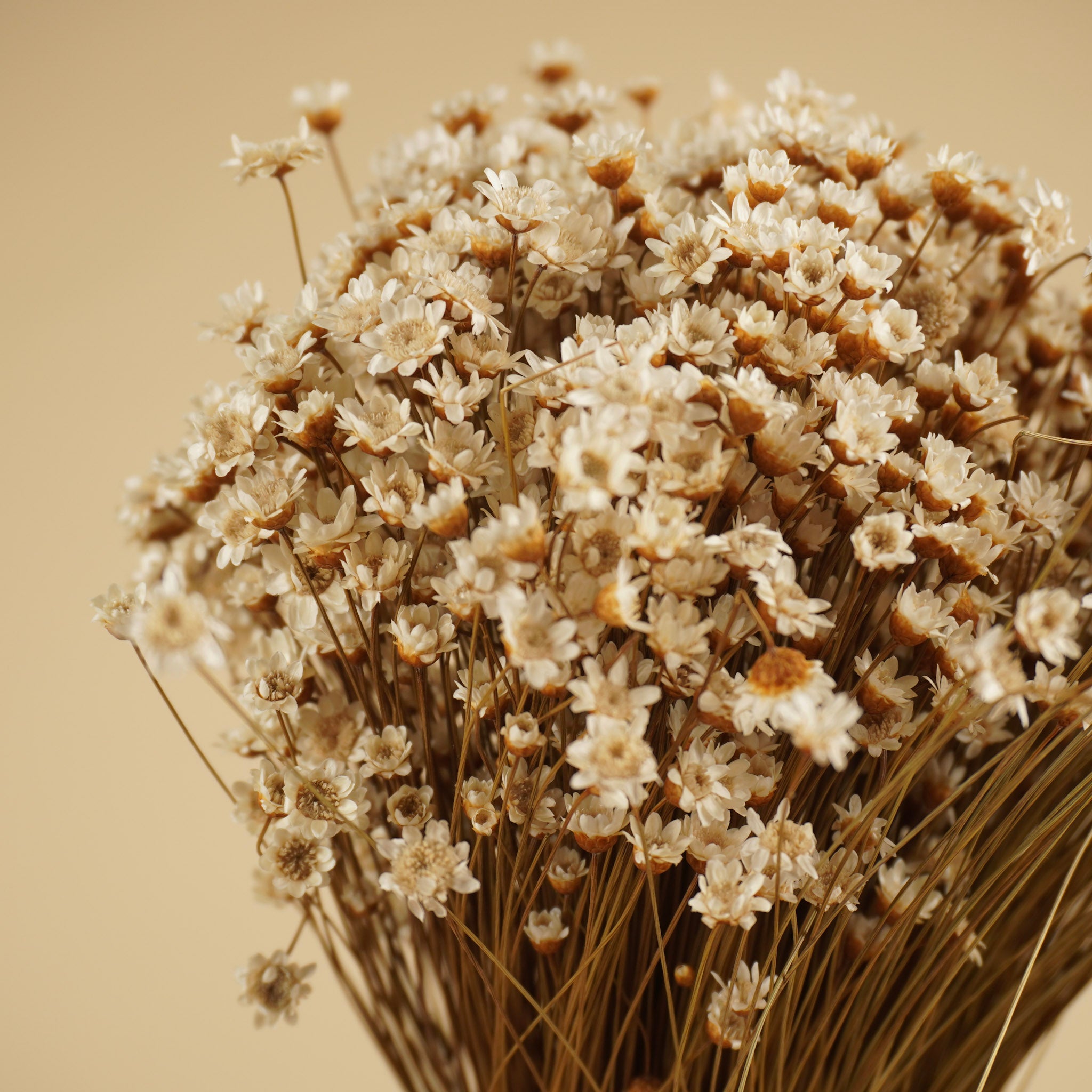 Gedroogde glixia (star flower) – naturel wit