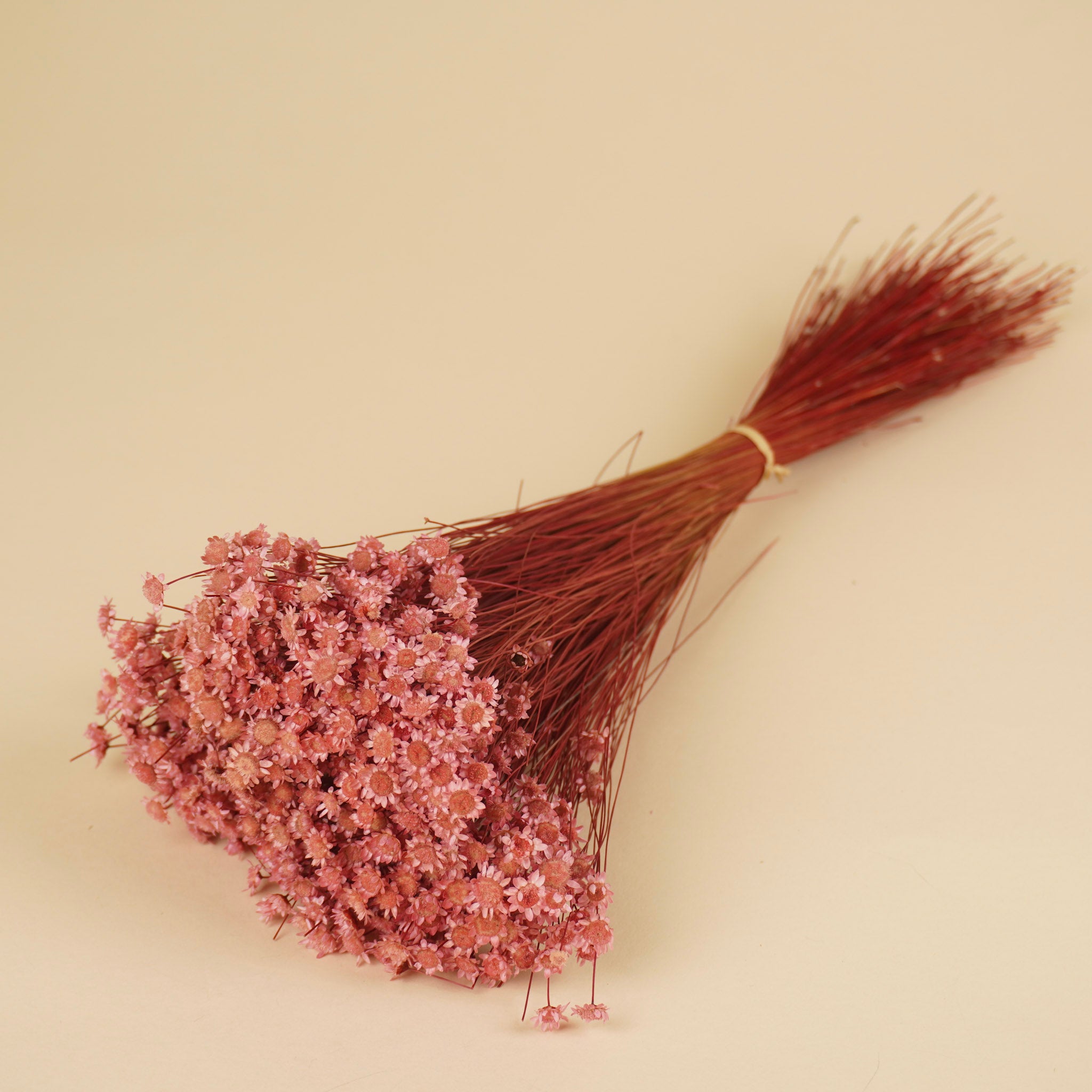 Gedroogde glixia (star flower) – gebleekt roze