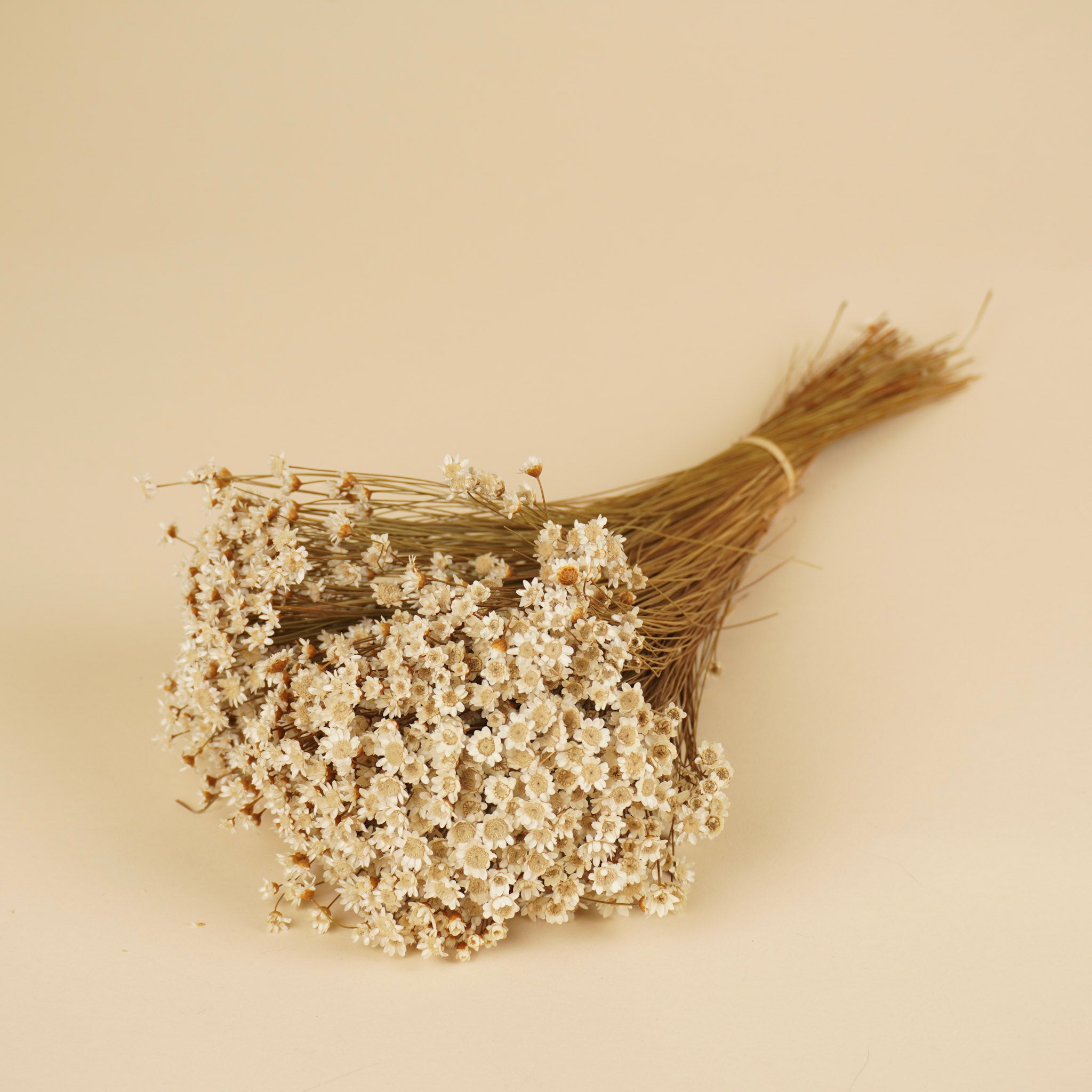 Gedroogde glixia (star flower) – naturel wit