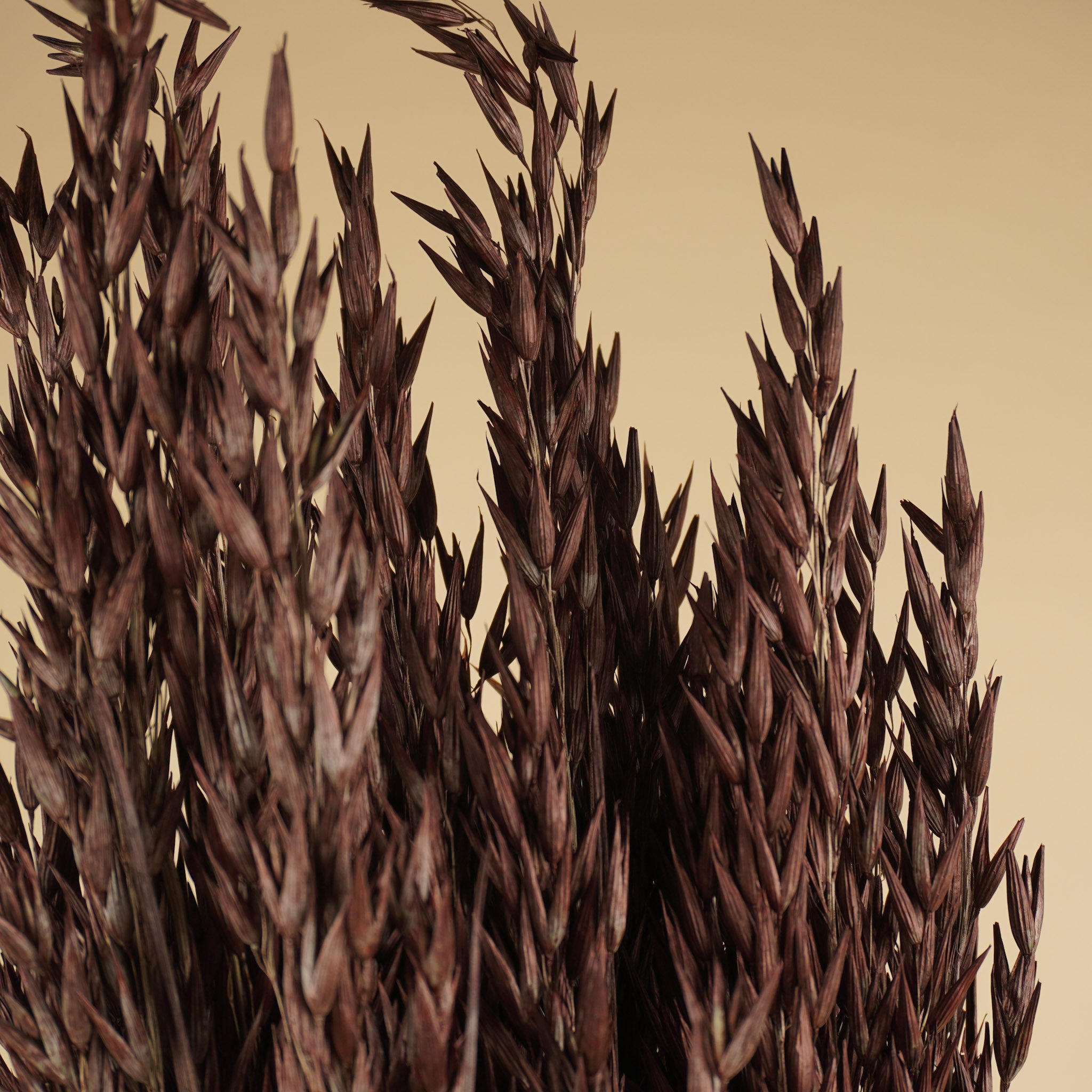 Gedroogde haver (avena) – bruin