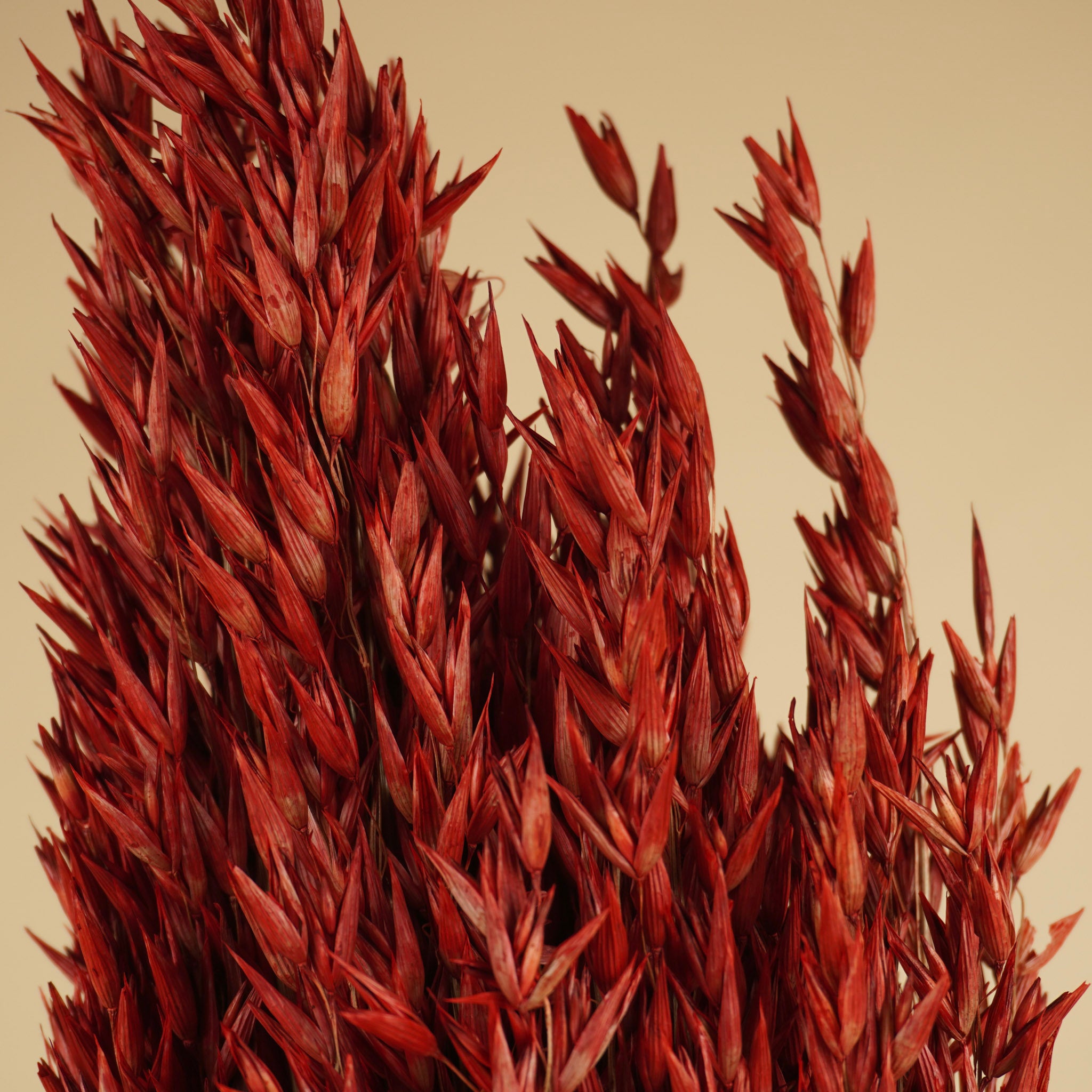 Gedroogde haver (avena) – rood