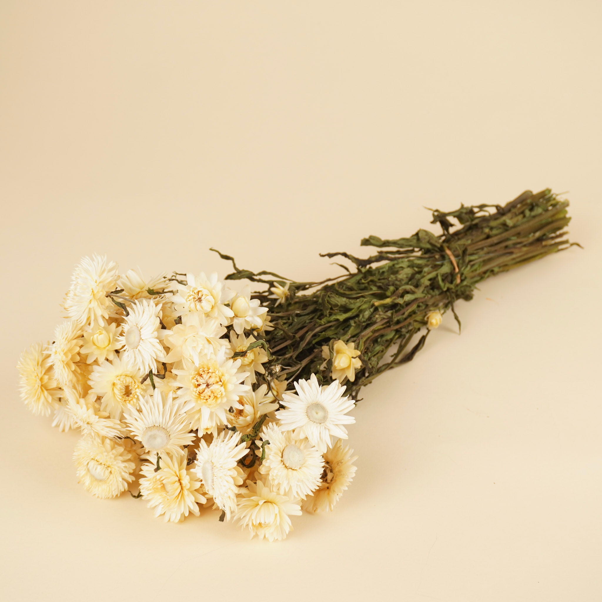 Gedroogde helichrysum (strobloem) – wit