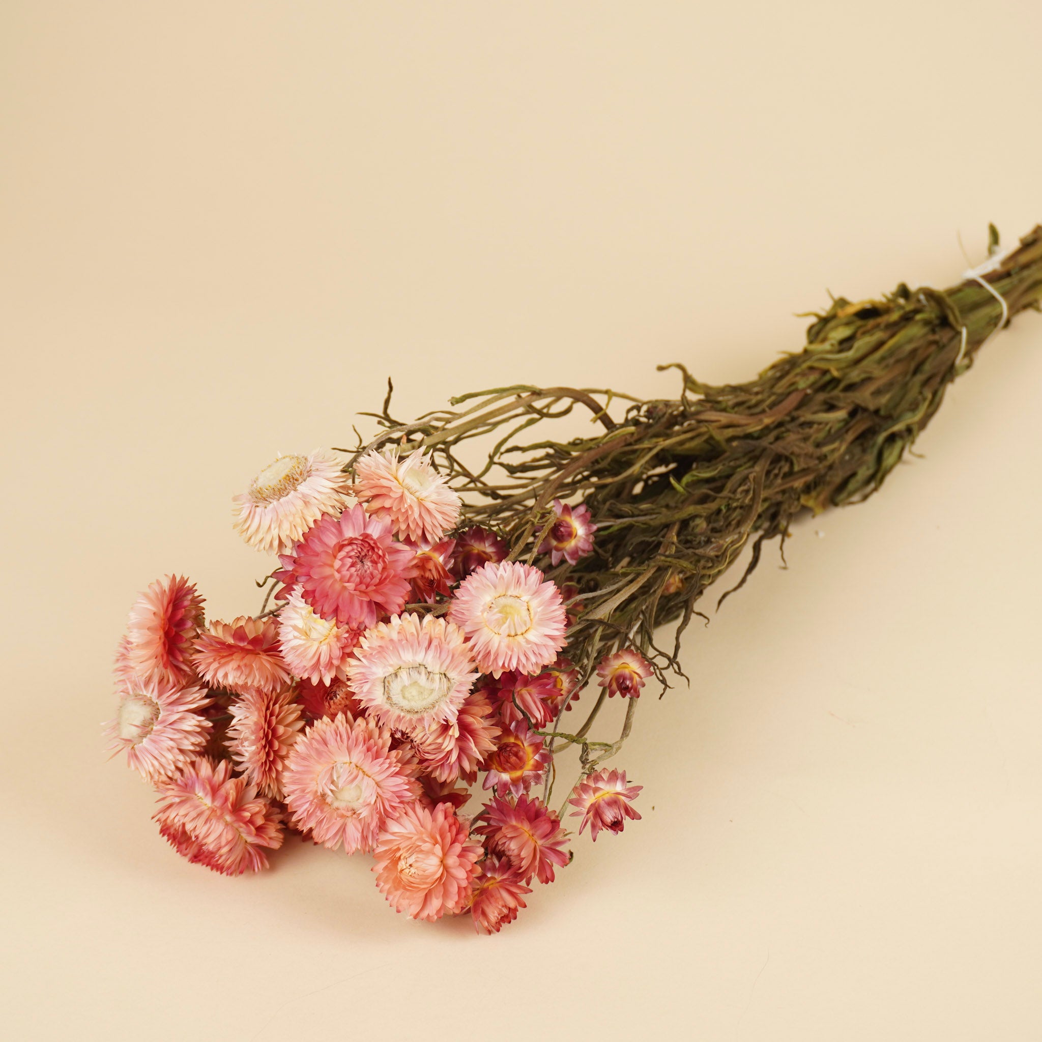 Gedroogde helichrysum (strobloem) – zalm