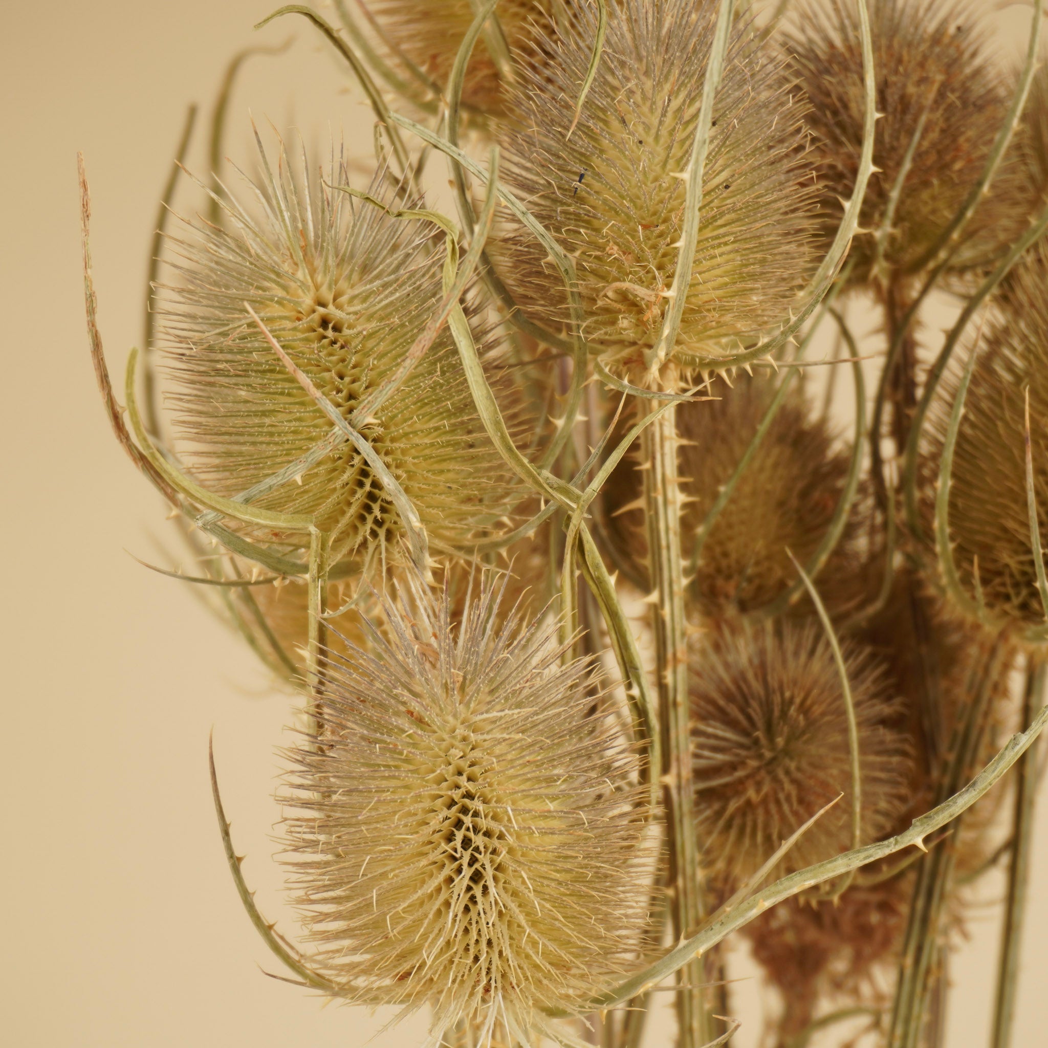 Gedroogde kardoen distel – naturel bruin