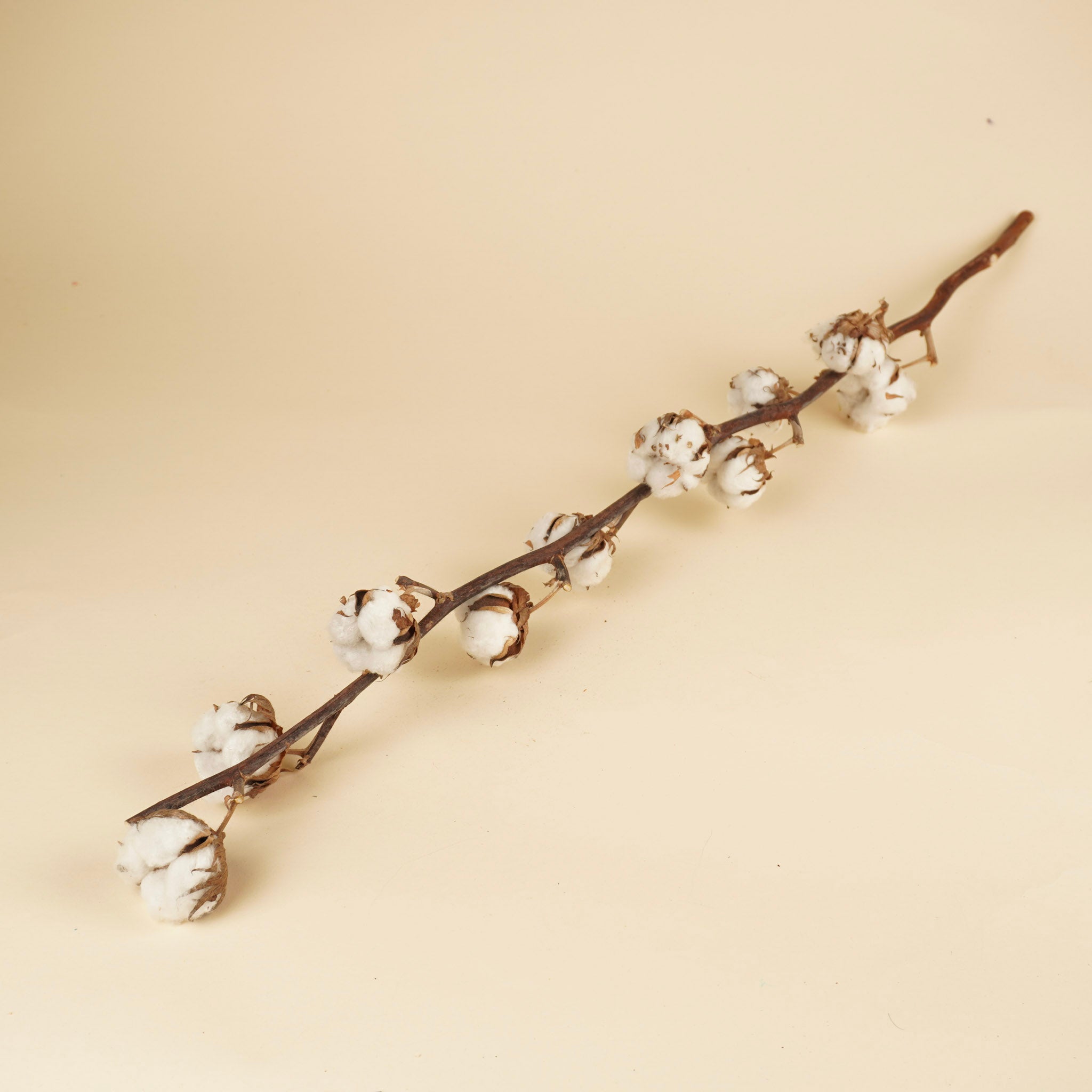 Gedroogde katoentak (Gossypium) – 10 bollen