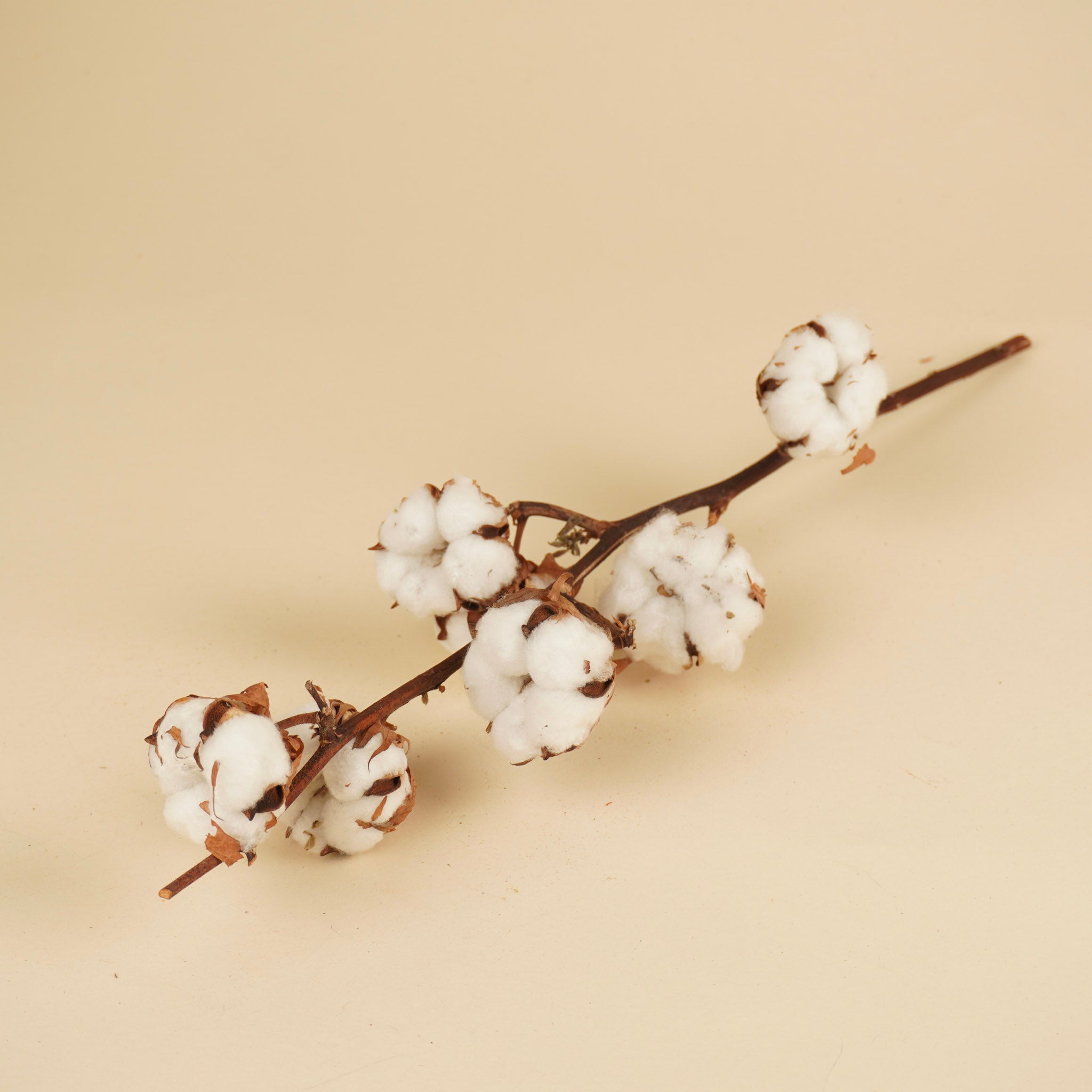 Gedroogde katoentak (Gossypium) – 7 bollen