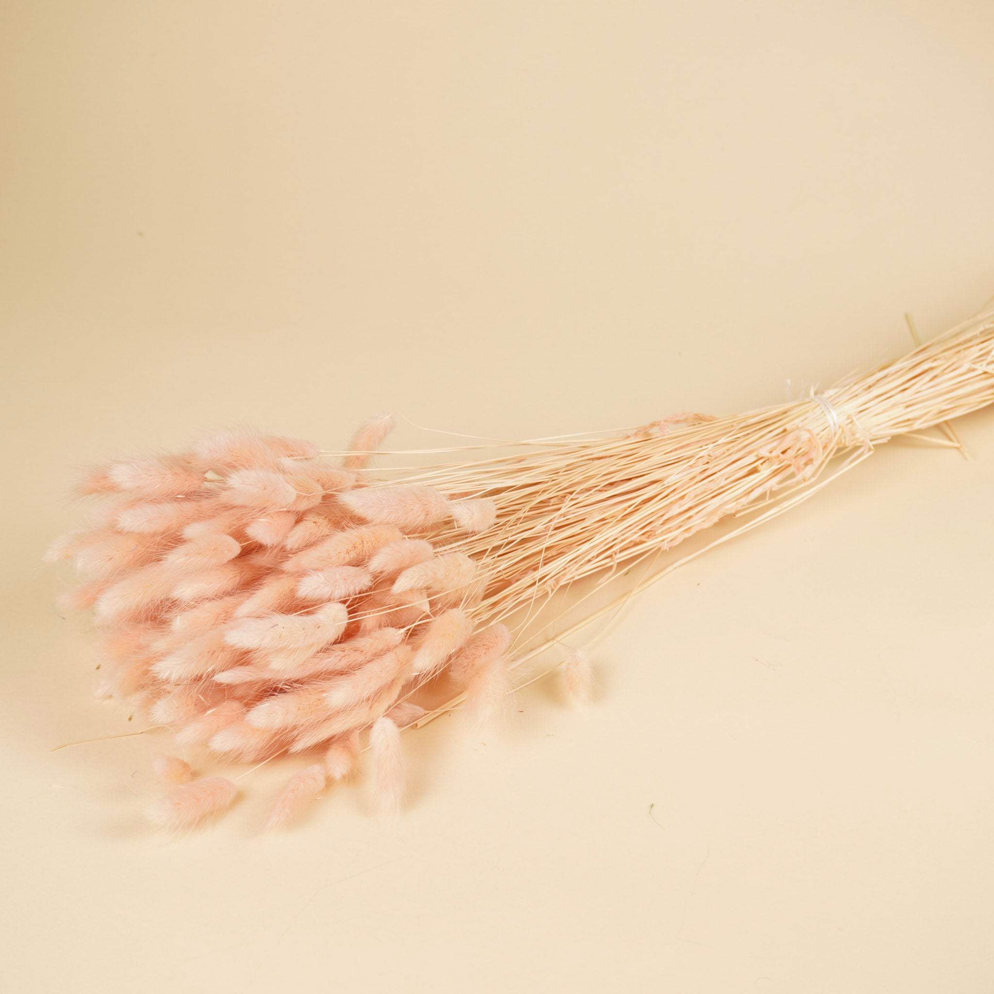 Gedroogde lagurus ovatus – licht roze