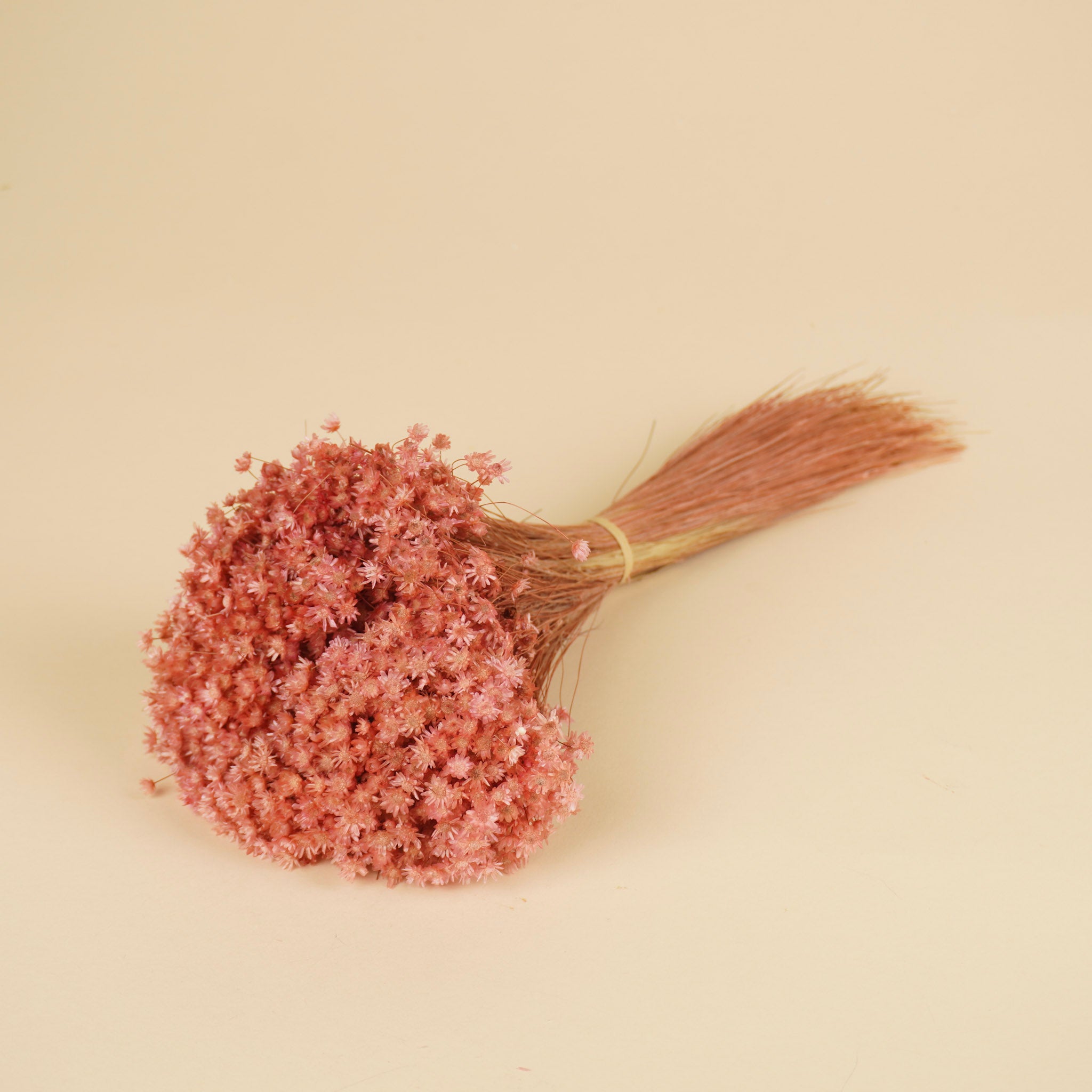 Gedroogde marcela – roze