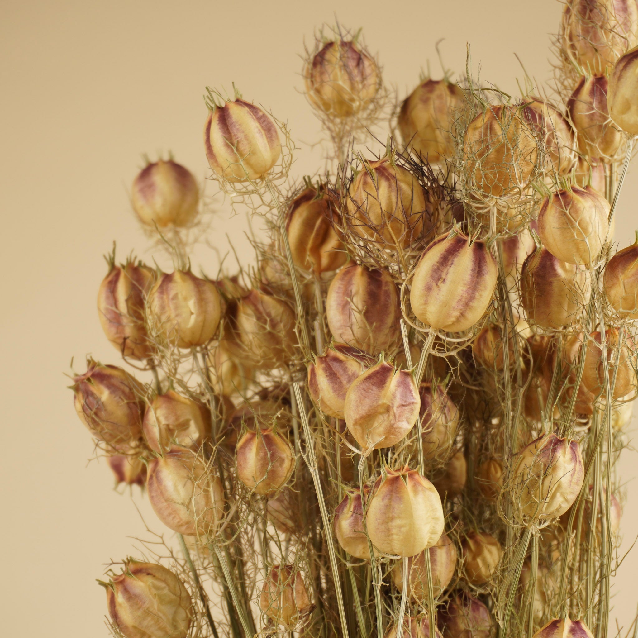 Gedroogde nigella – naturel groen