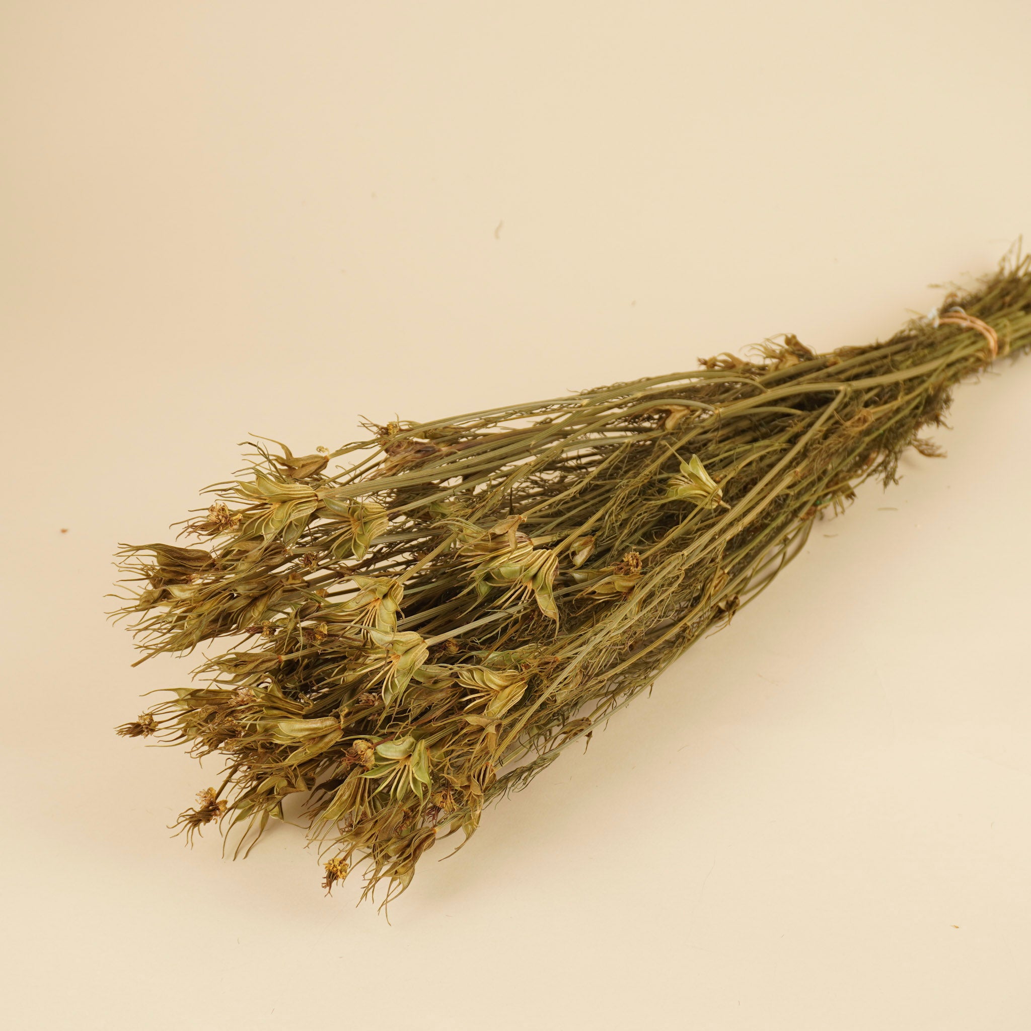 Gedroogde nigella orientalis – naturel