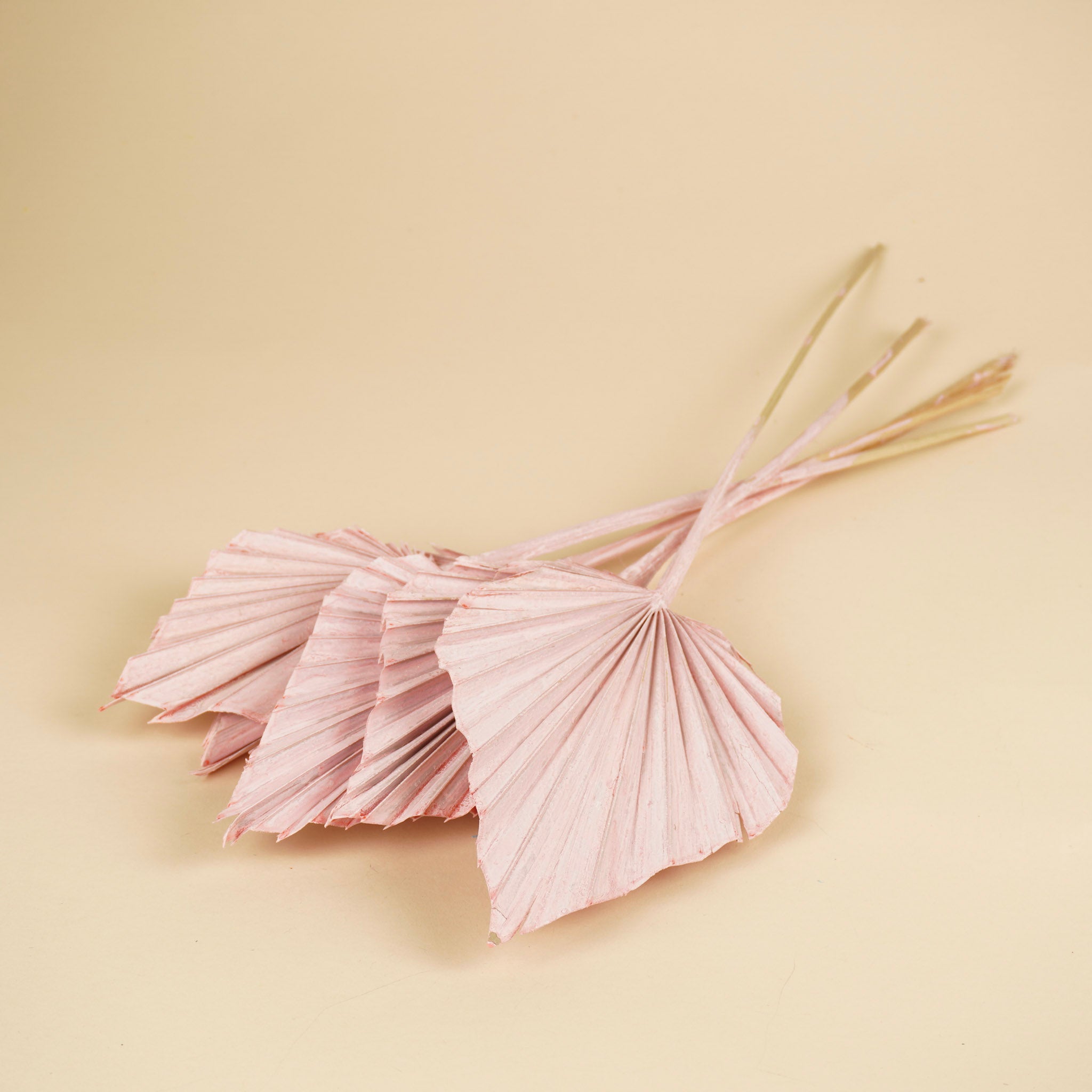 Gedroogde palm speer – licht roze
