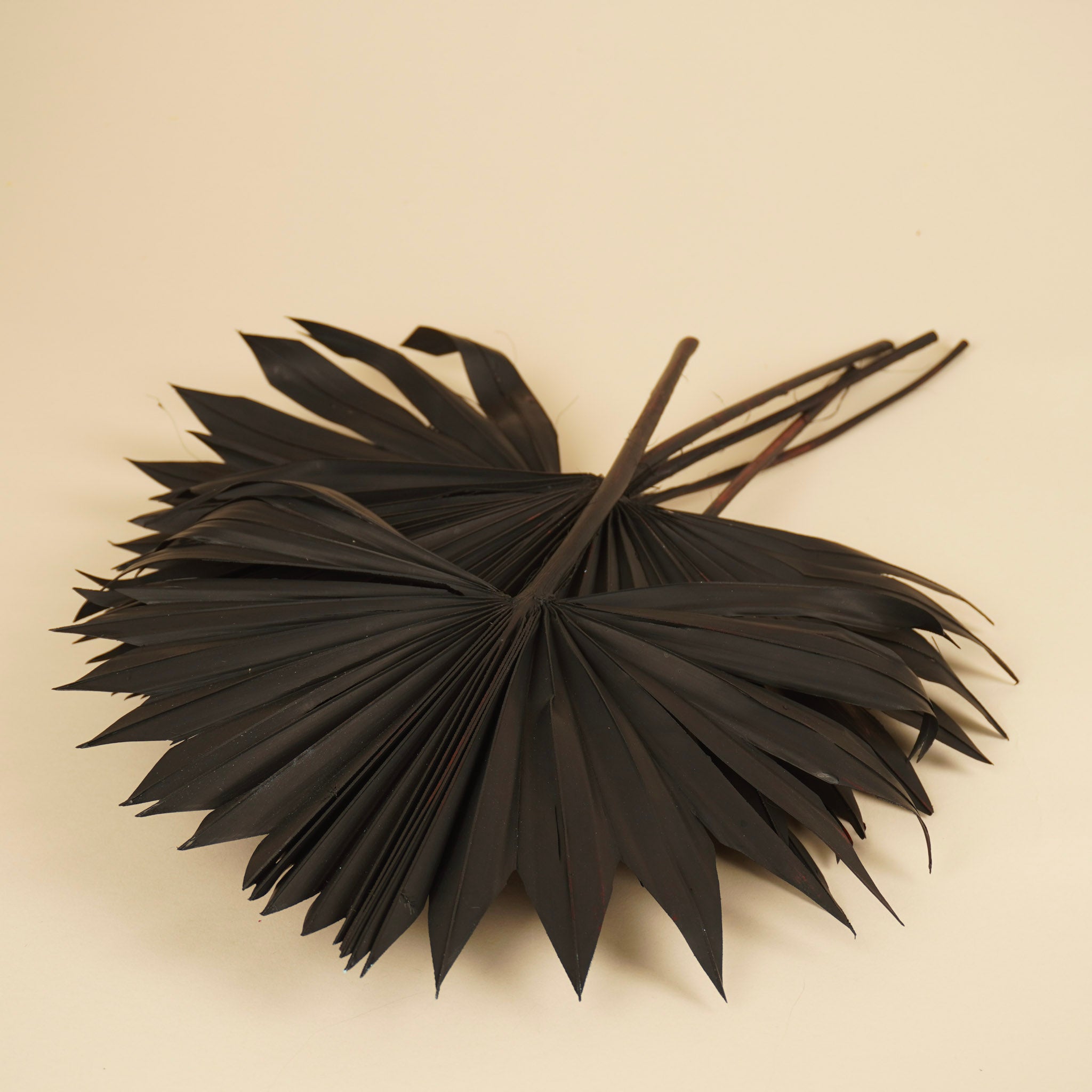 Gedroogde palm sun spear – zwart