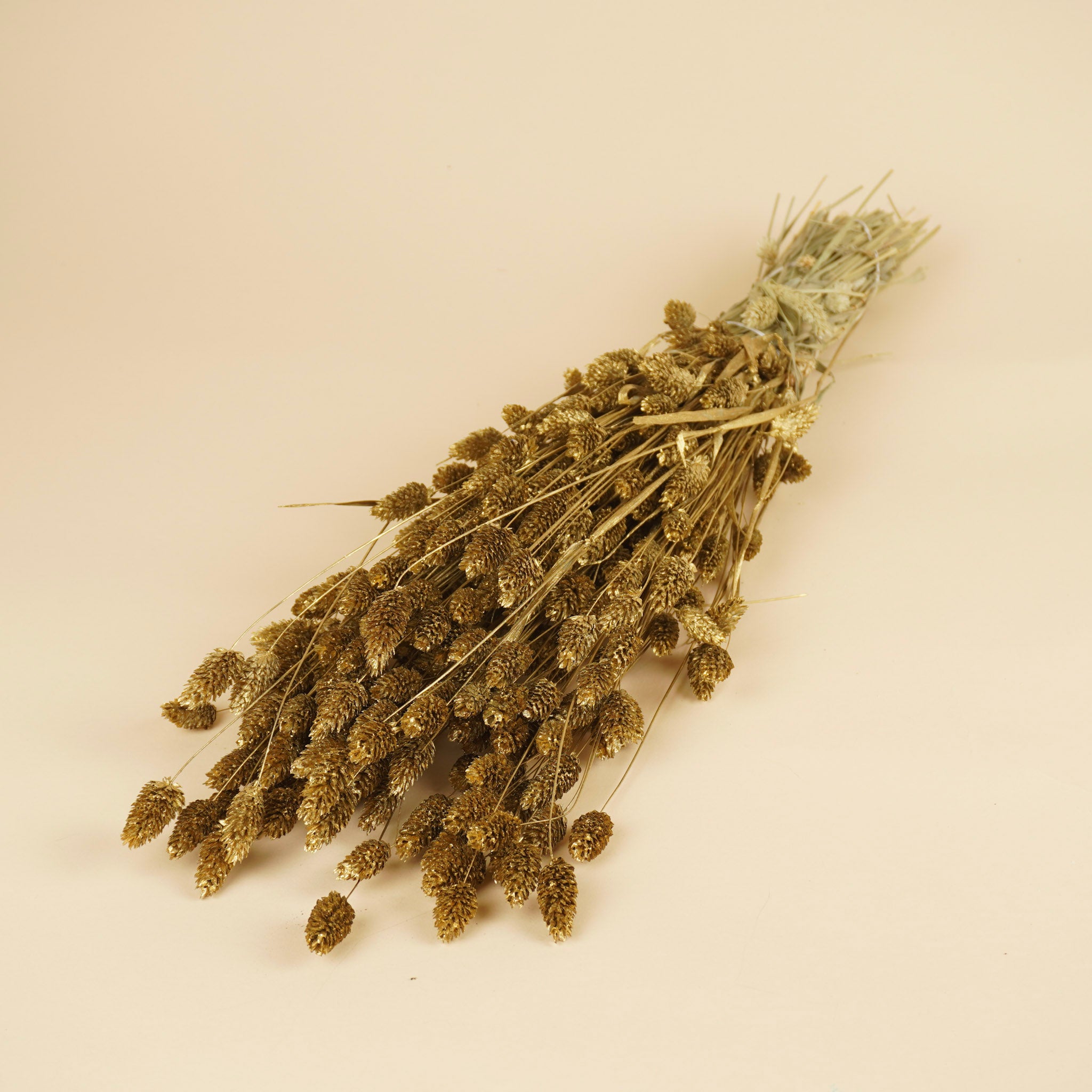 Gedroogde phalaris – goud