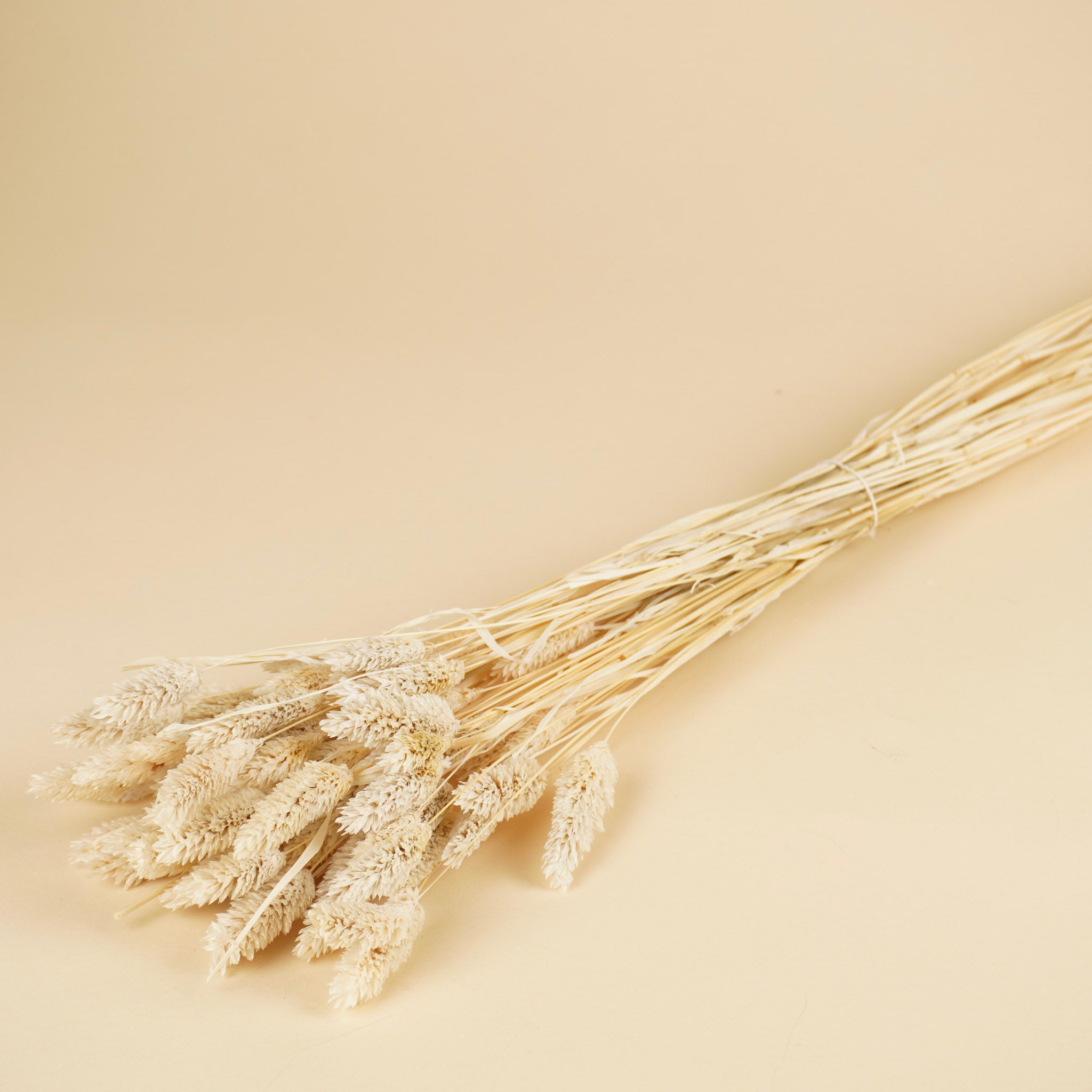 Gedroogde phalaris (kanariegras) – gebleekt