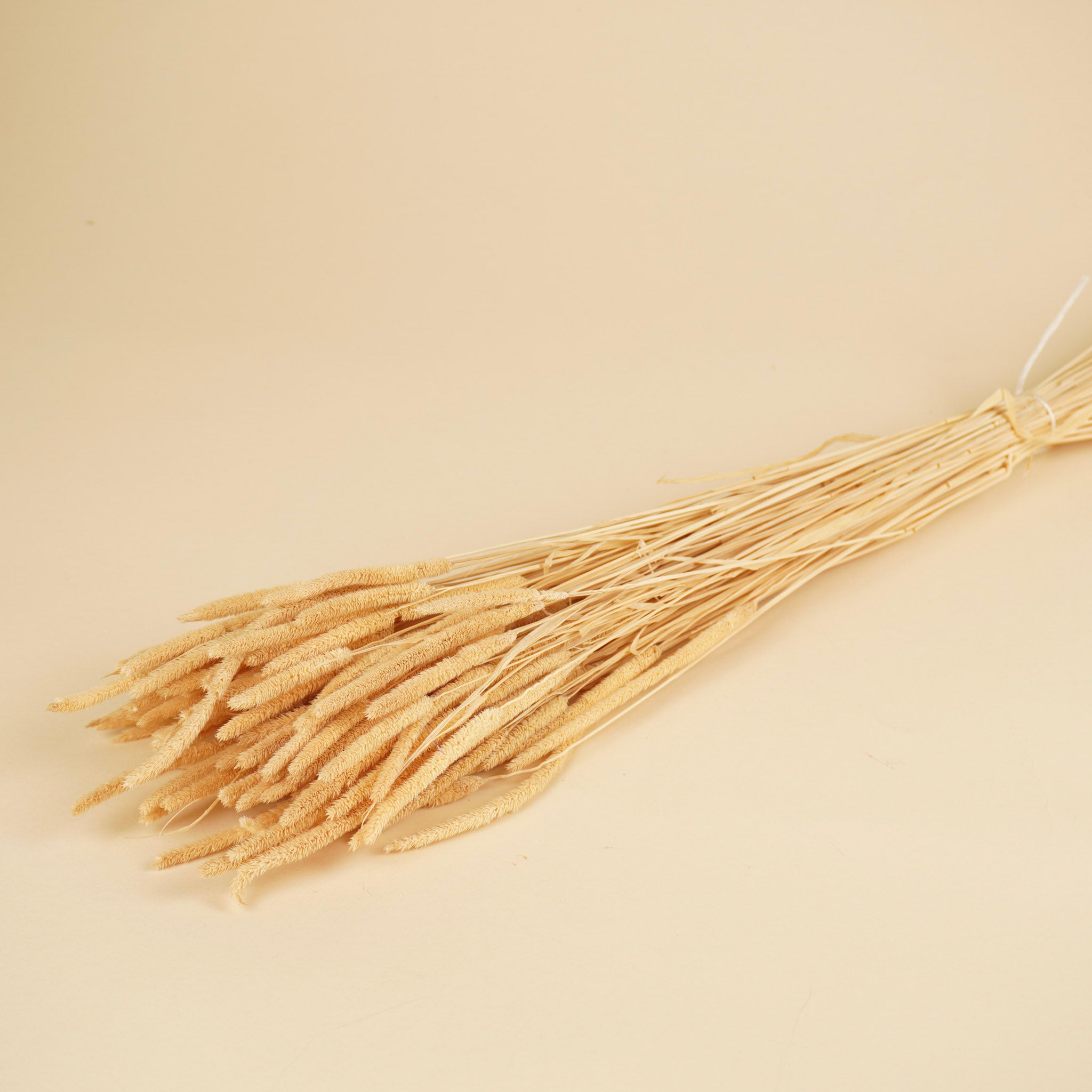 Gedroogde phleum pratensis – gebleekt