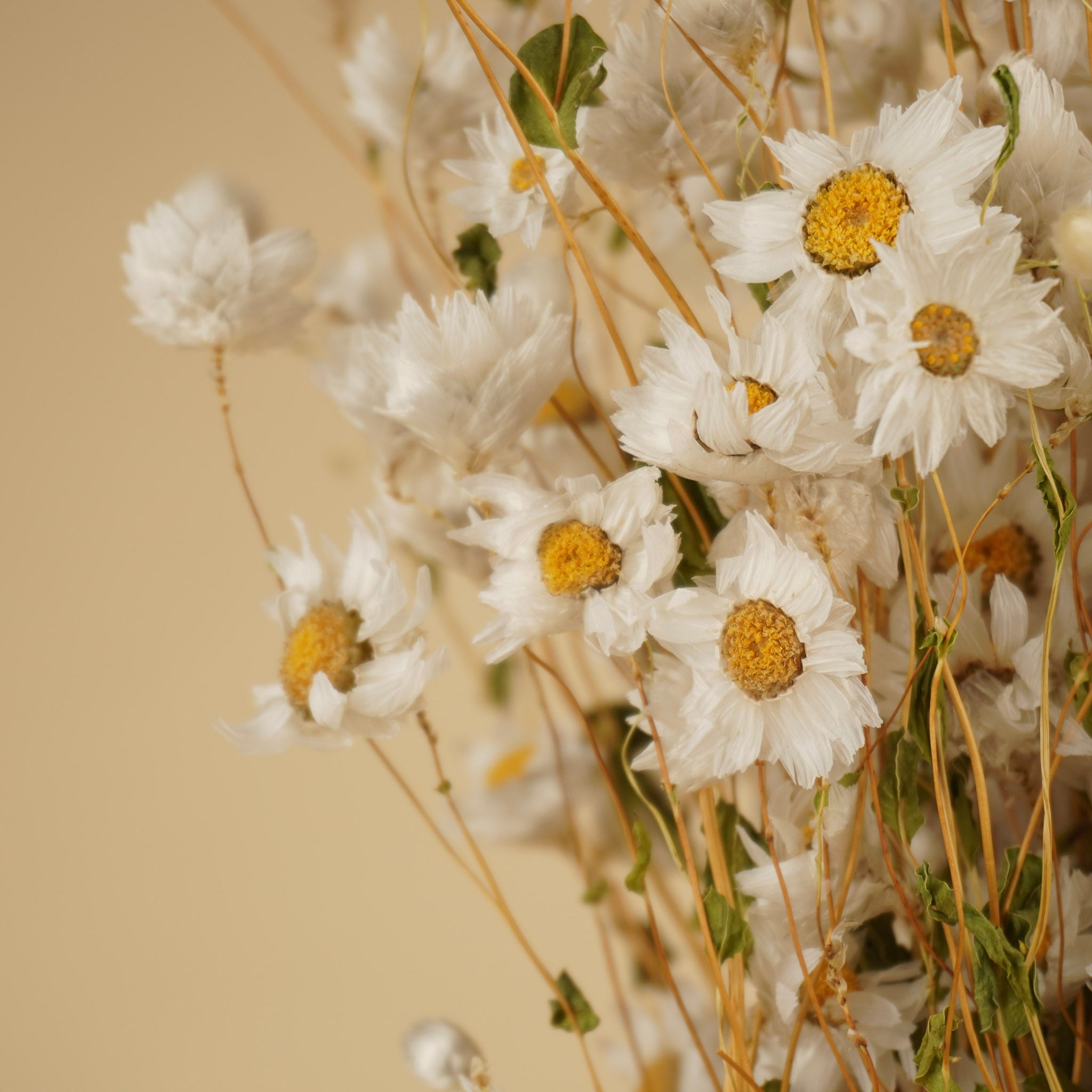 Gedroogde rhodanthe – wit