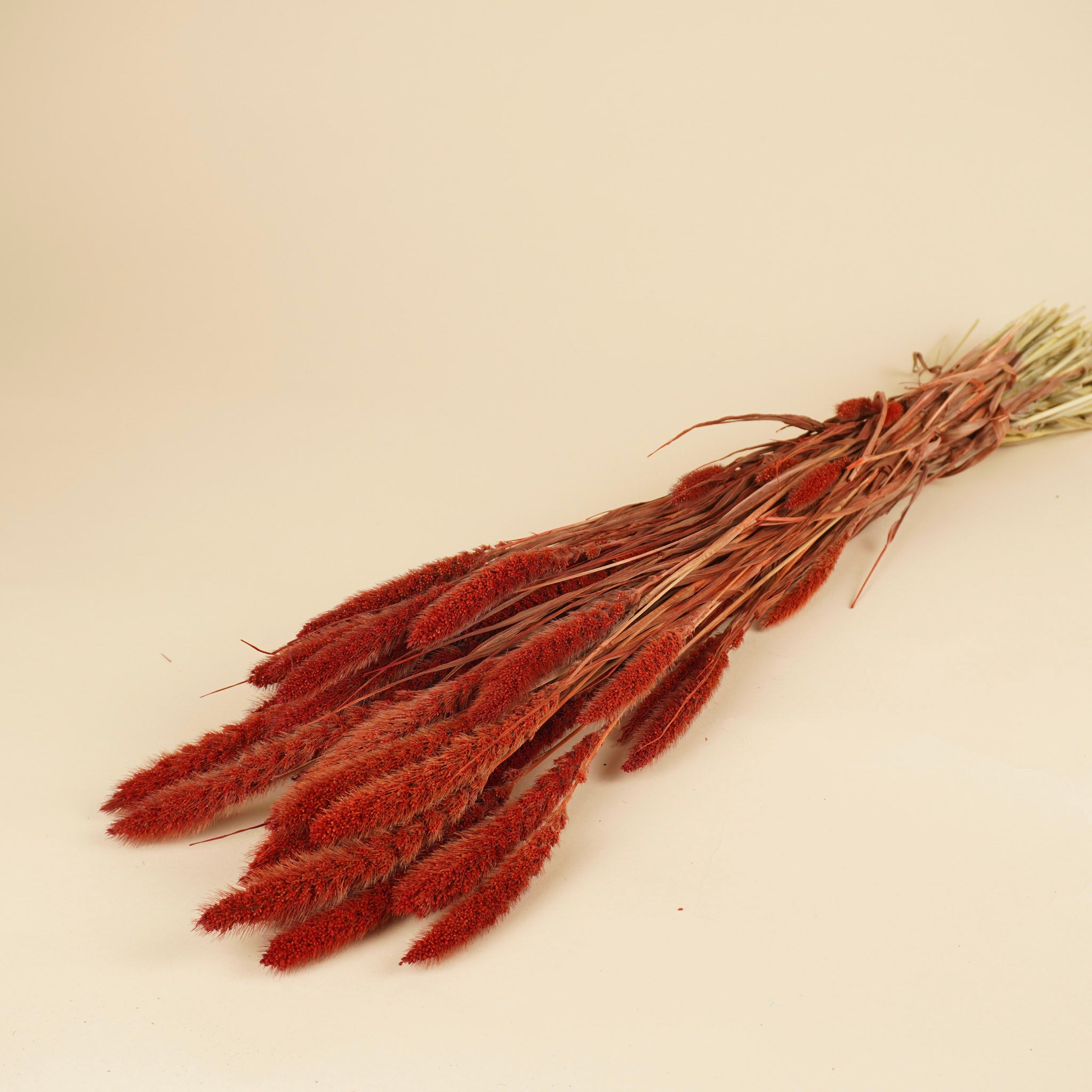Gedroogde Setaria – rood