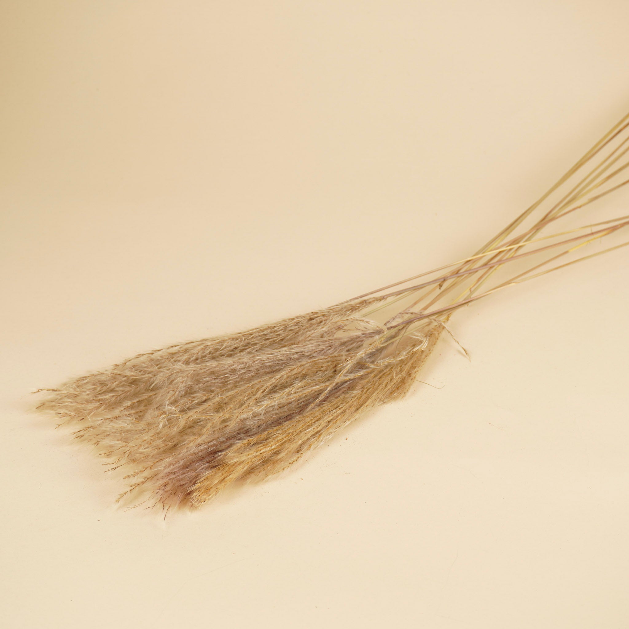 Gedroogde stipa feather – naturel
