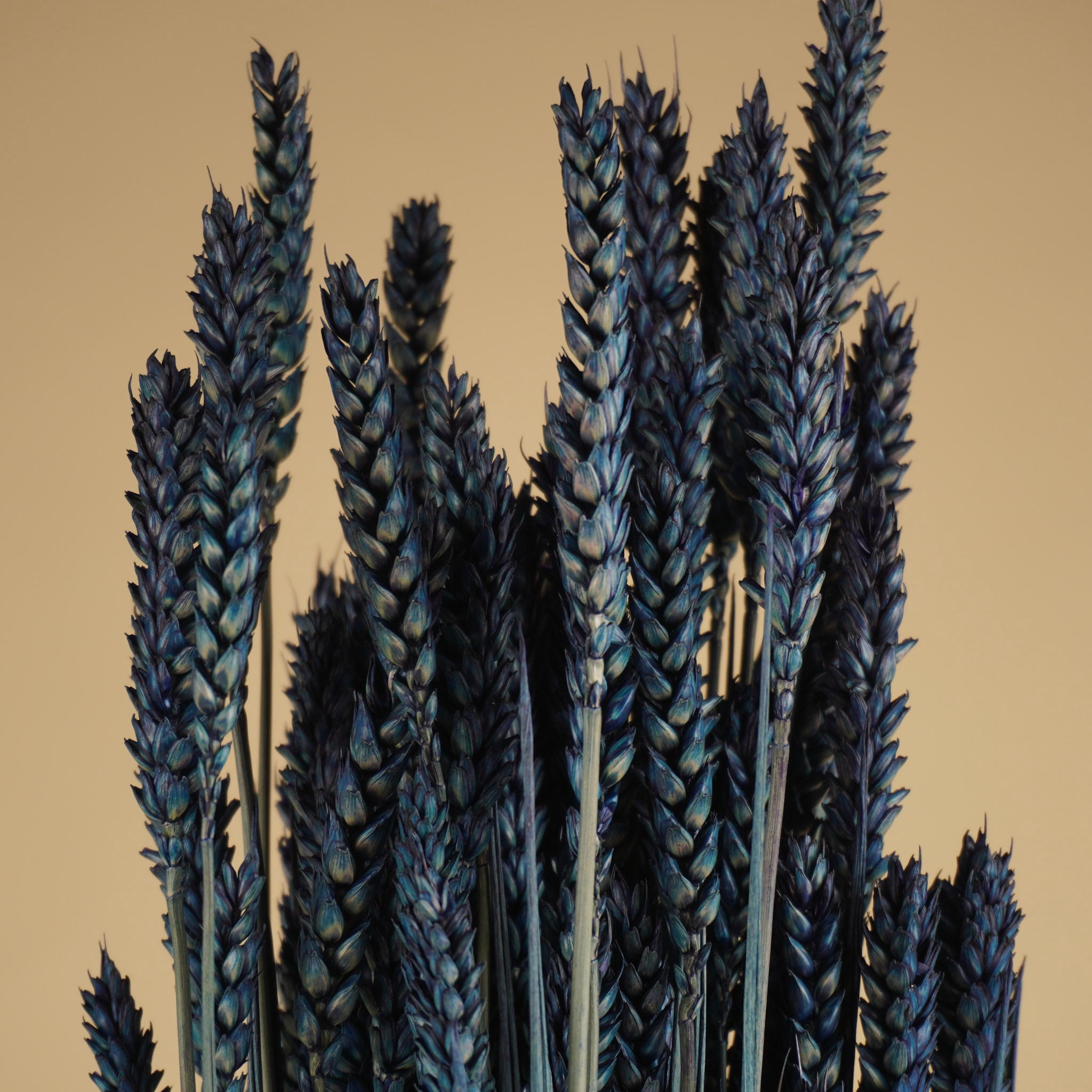 Gedroogde tarwe – blauw