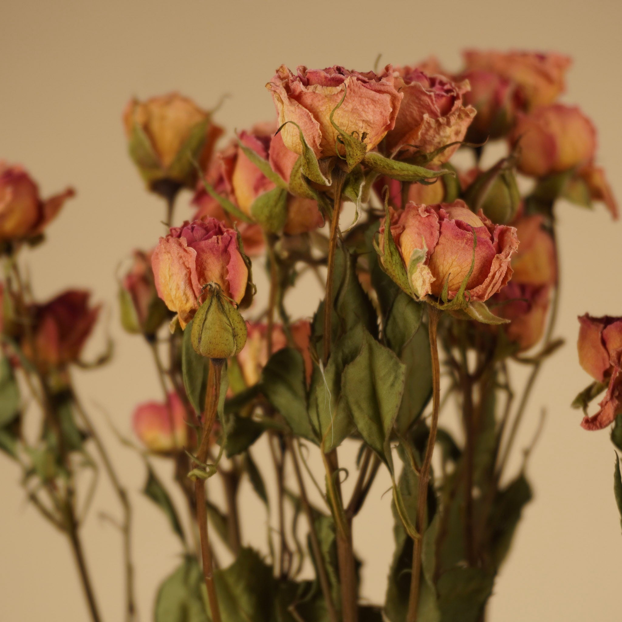 Gedroogde trosroosjes – roze