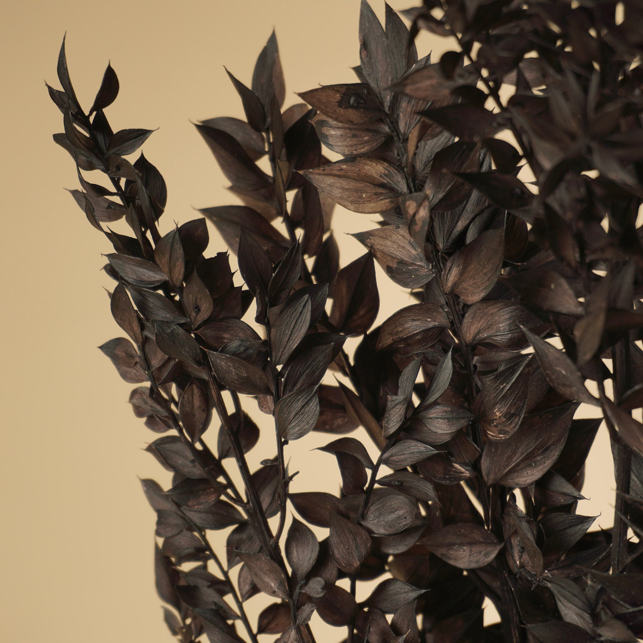 Gepreserveerd ruscus - zwart
