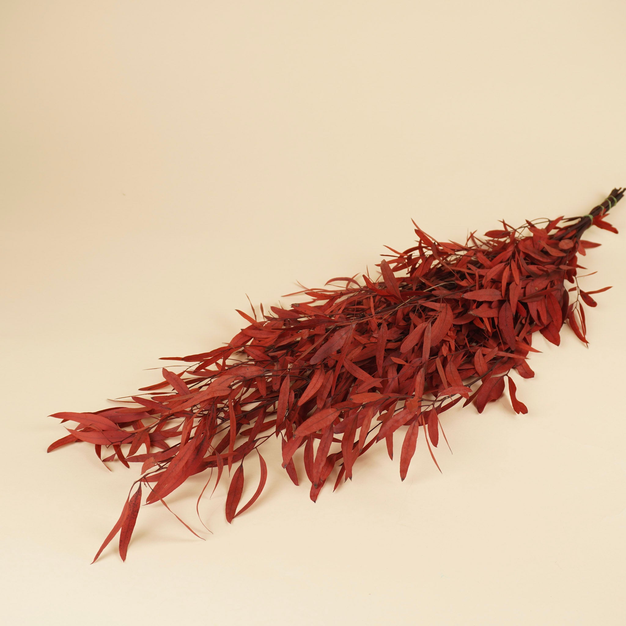 Gepreserveerde eucalyptus nicoly – rood