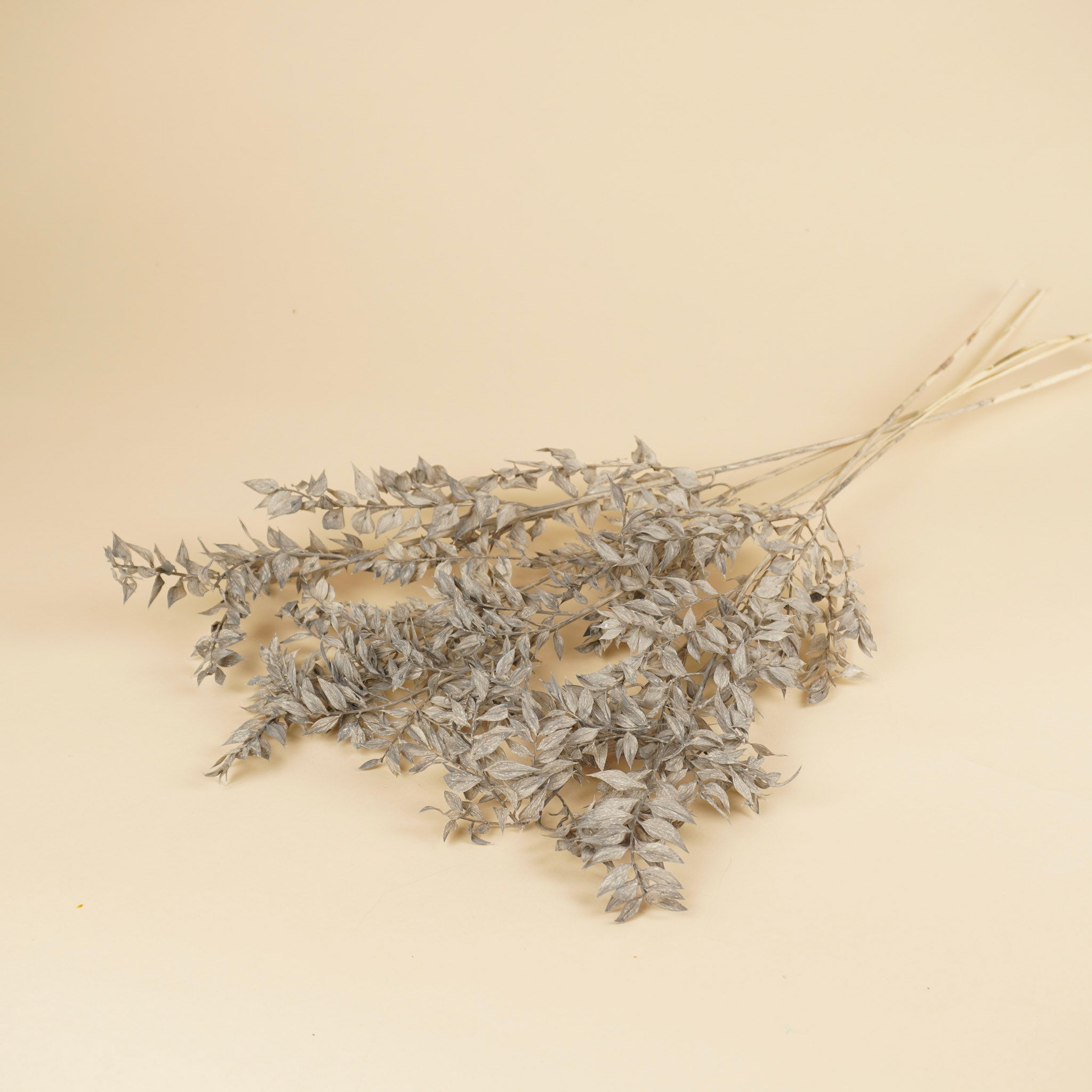 Gepreserveerde Ruscus – mint grijs
