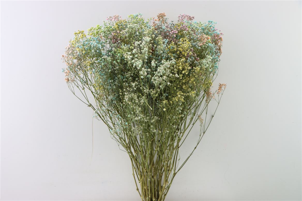 Gypsophila séché Rainbow (GIPSPRAID) - Diverses couleurs