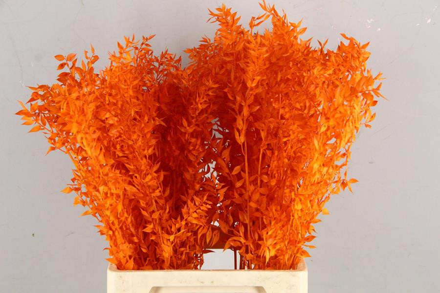 Gedroogde ruscus – oranje