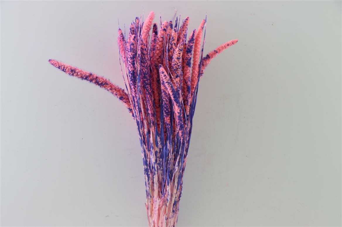 Gedroogde Setaria van Goch – Paars/Lichtroze