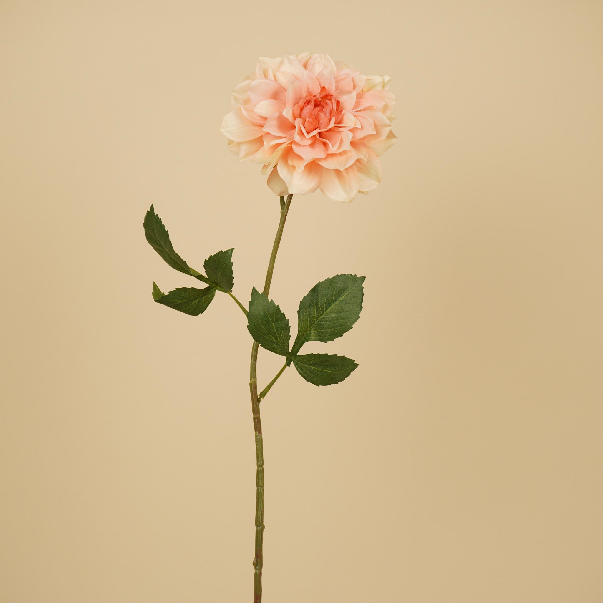 Zijde Dahlia – Peach (72 cm)