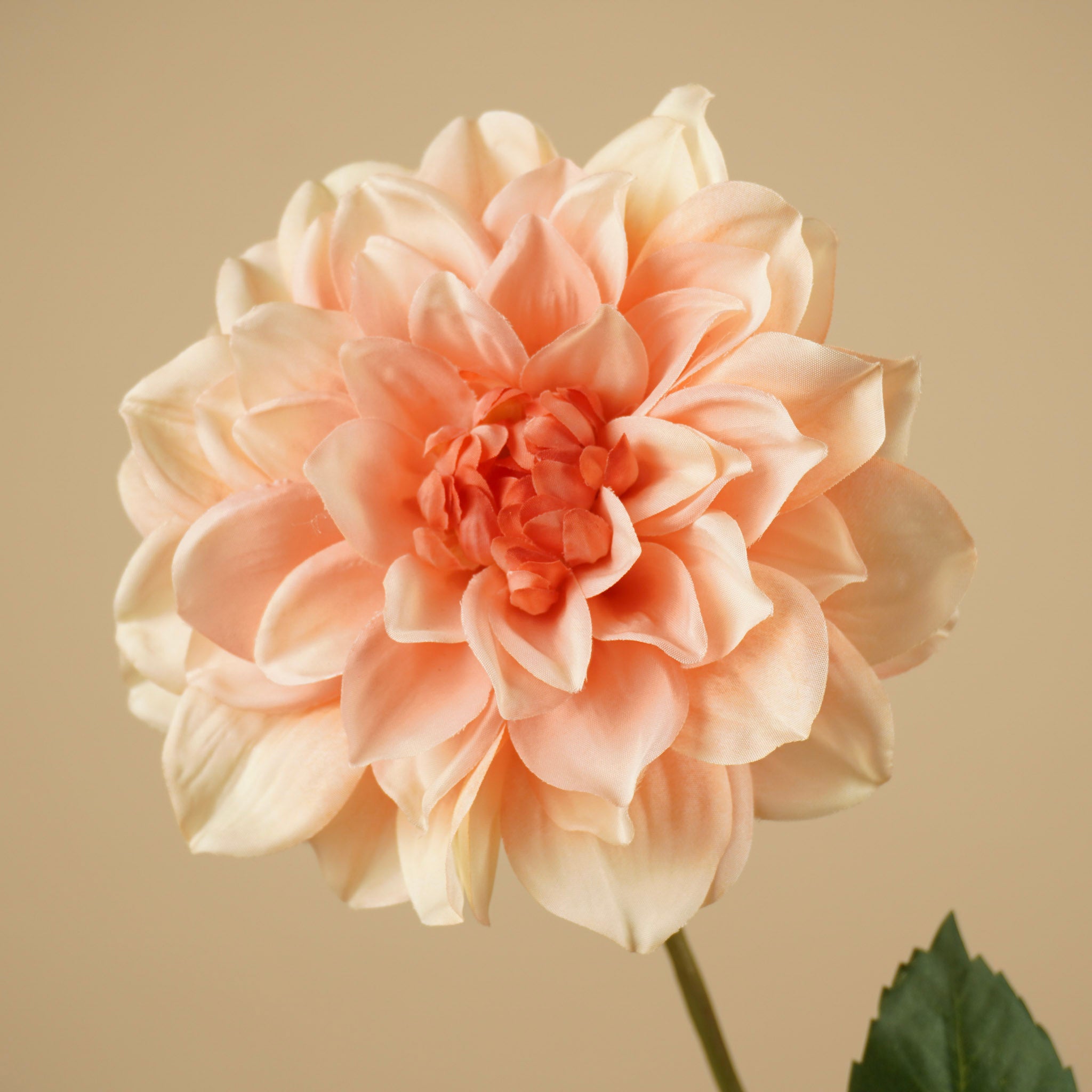 Zijde Dahlia – Peach (72 cm)