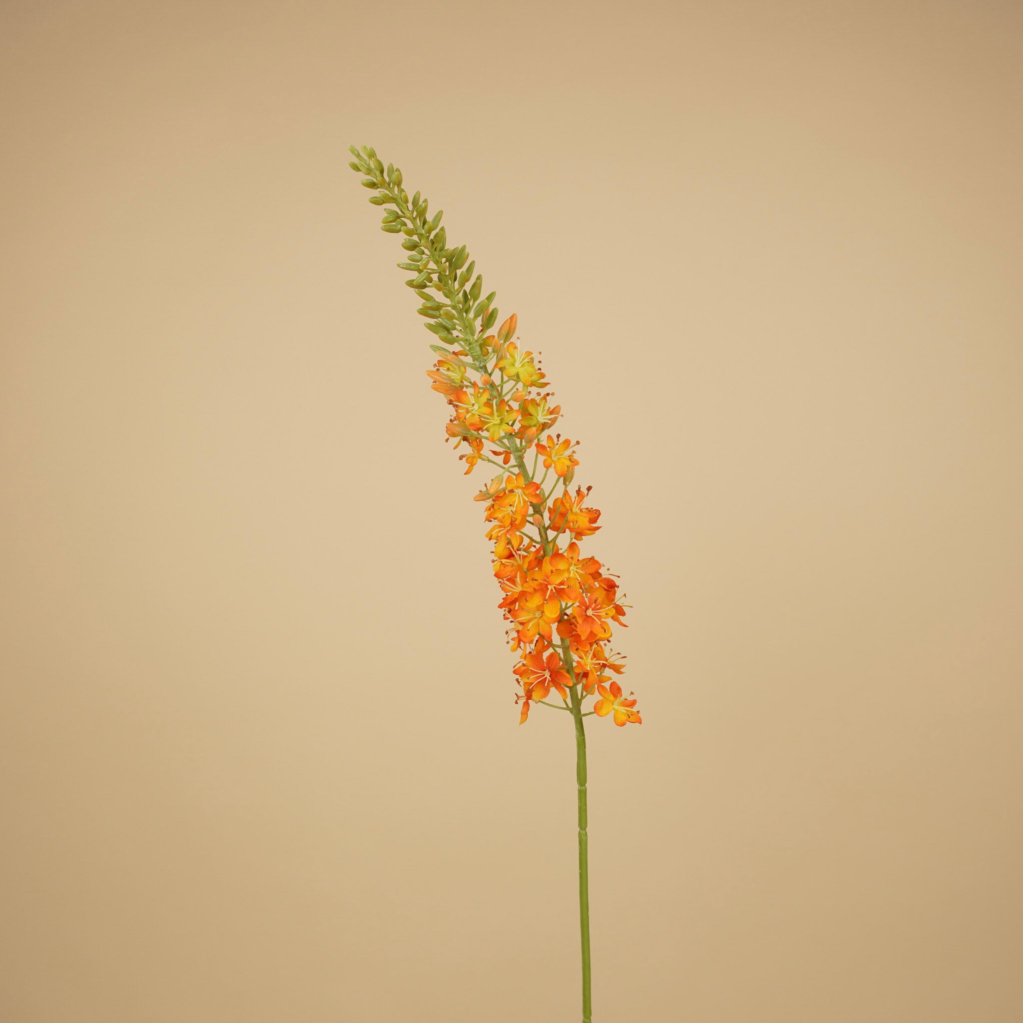 Zijde eremurus warm oranje