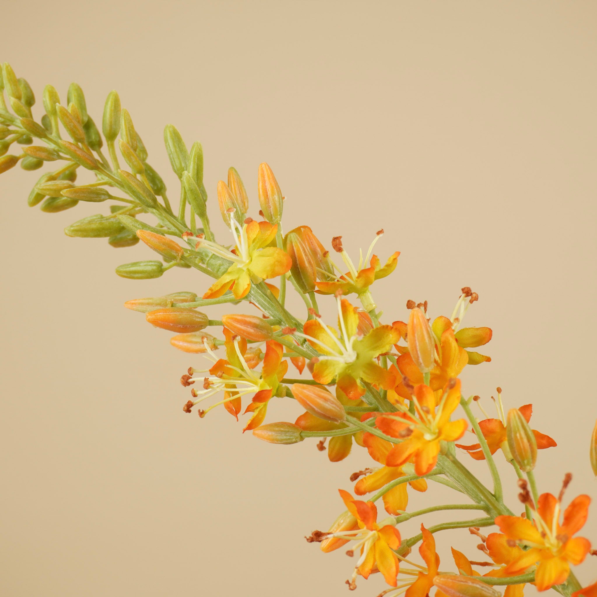 Zijde eremurus warm oranje