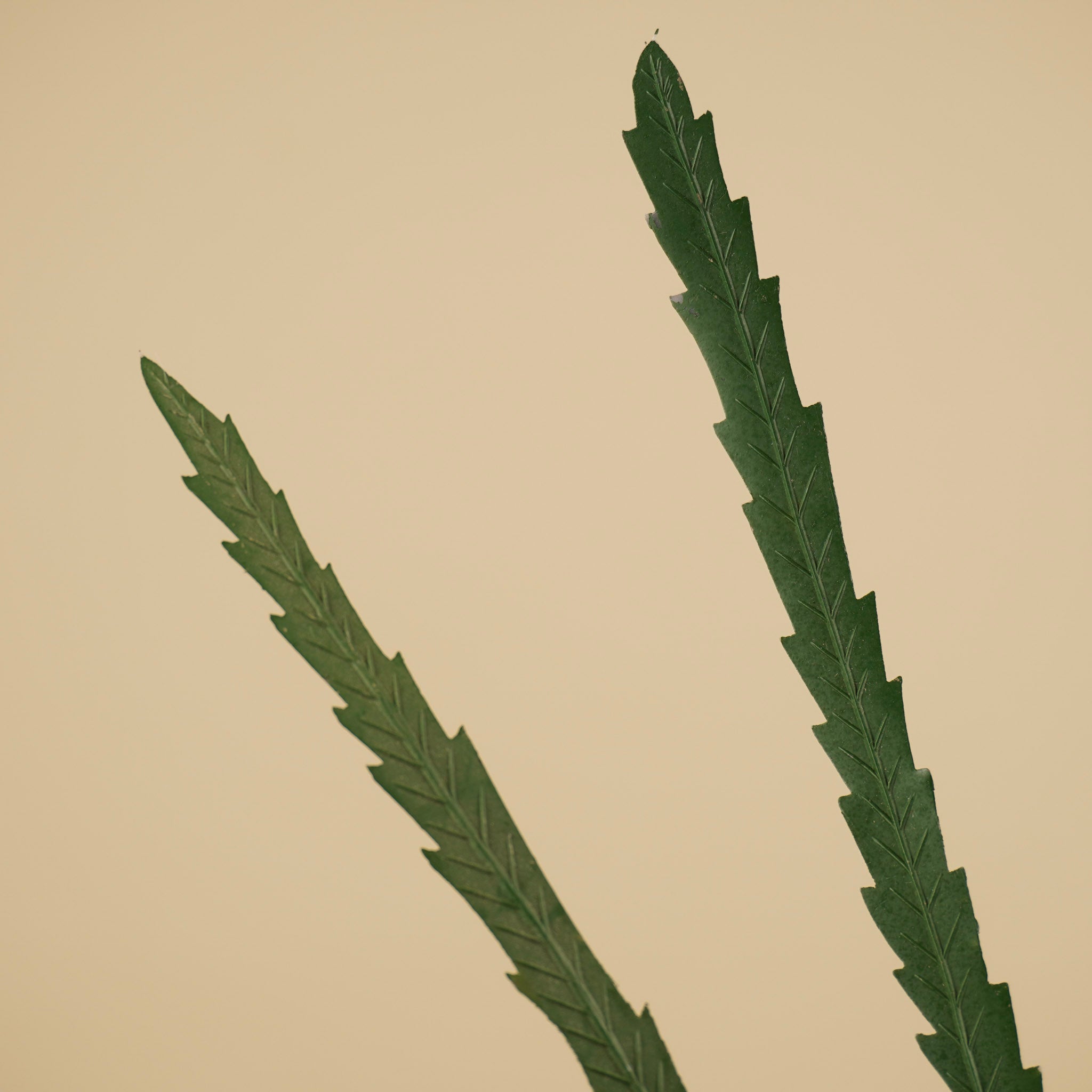 Grevillea soyeux – Vert (85 cm)