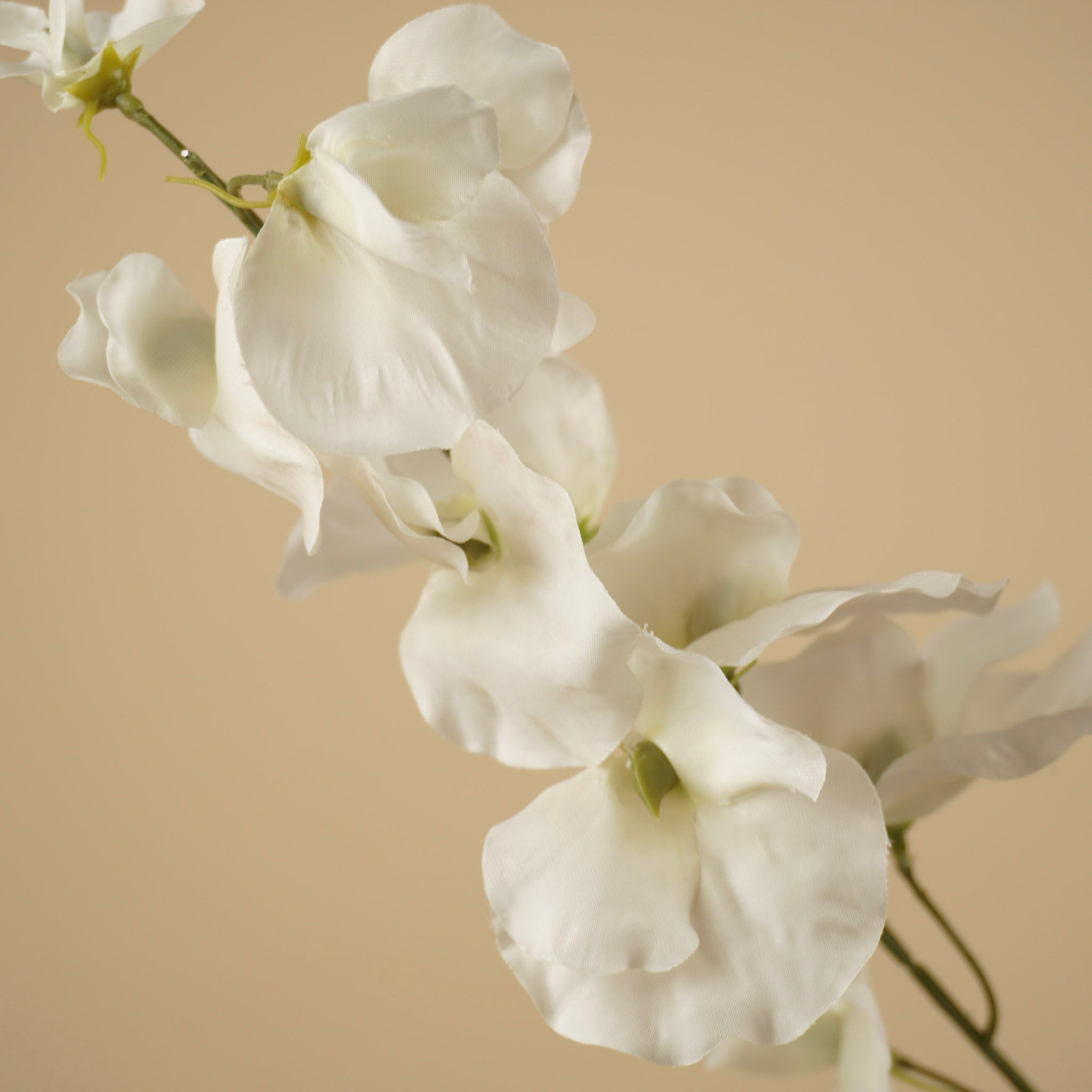 Zijde Lathyrus – Ivoor (75 cm)