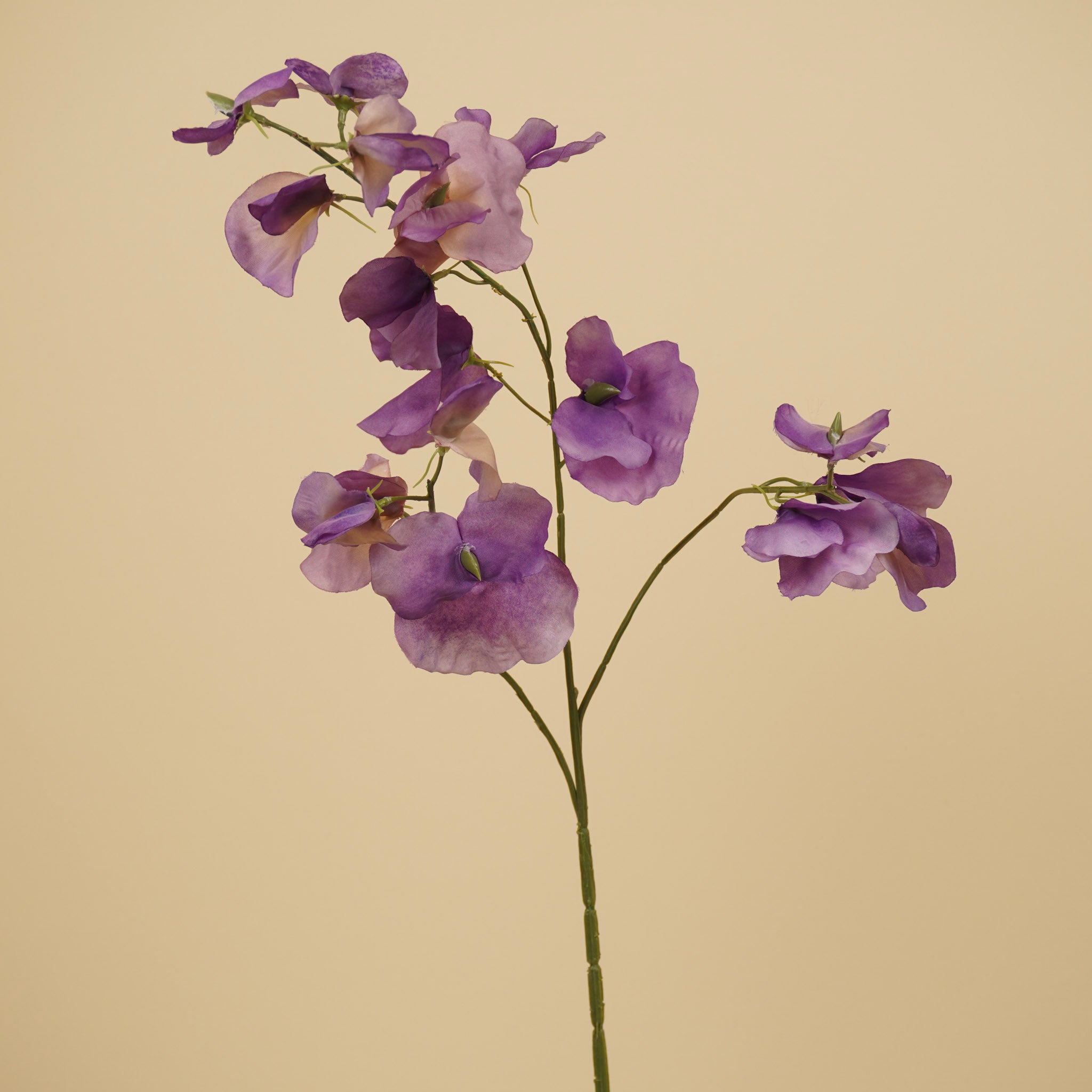 Zijde lathyrus paars