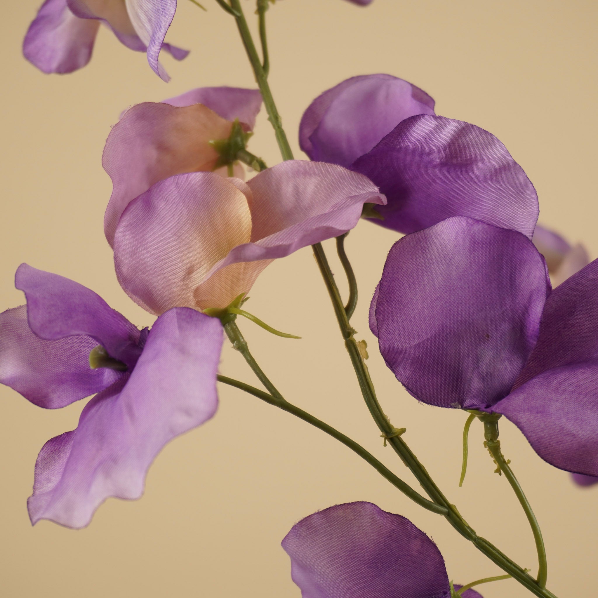 Zijde lathyrus paars