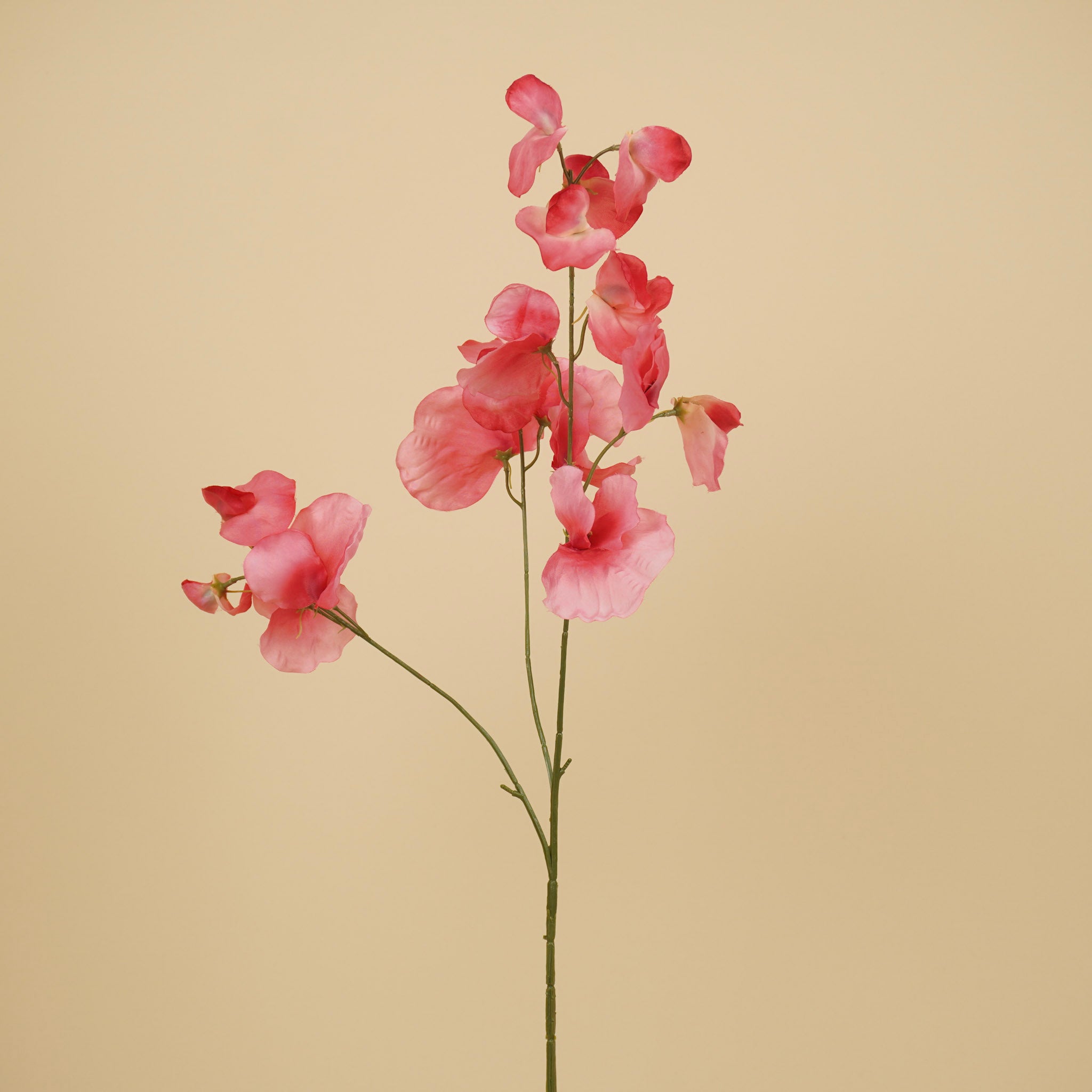 Zijde Lathyrus – Roze (75 cm)